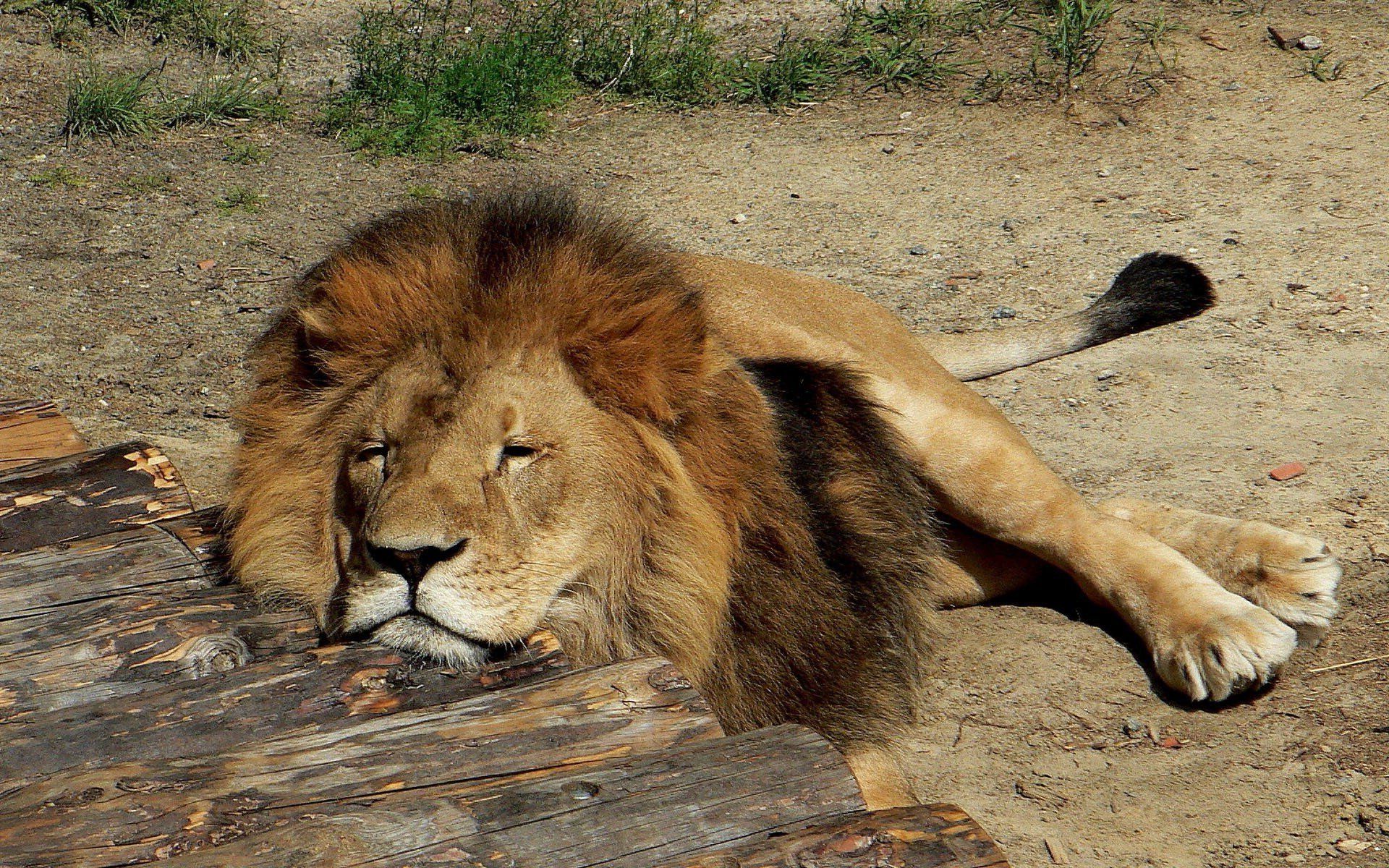 Resting Lion | Lions | Pinterest | Lions, Cat and Lion wallpaper