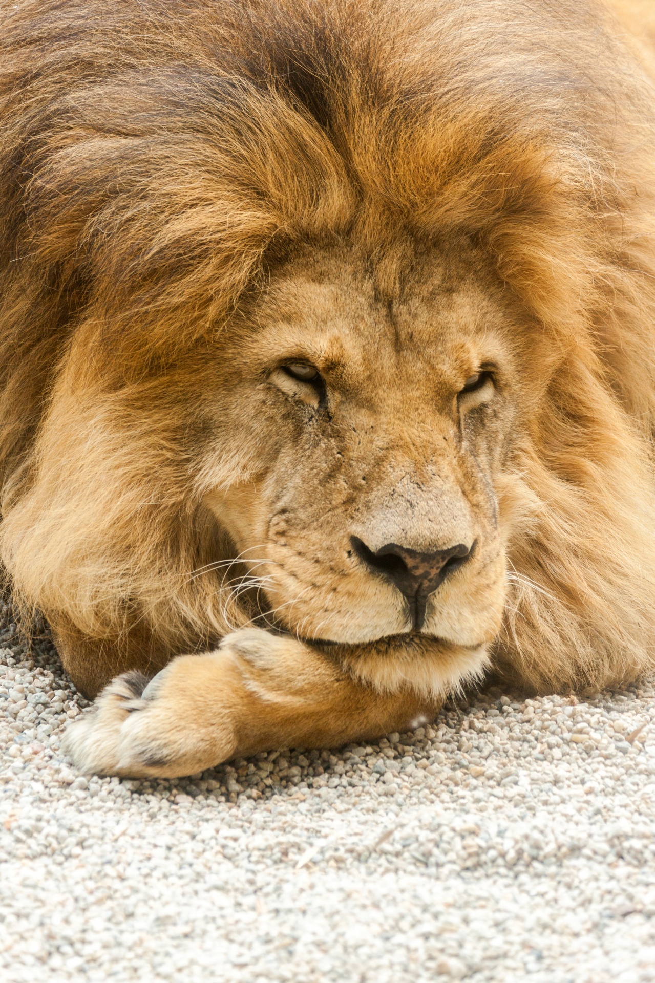 Resting Lion Free Stock Photo - Public Domain Pictures