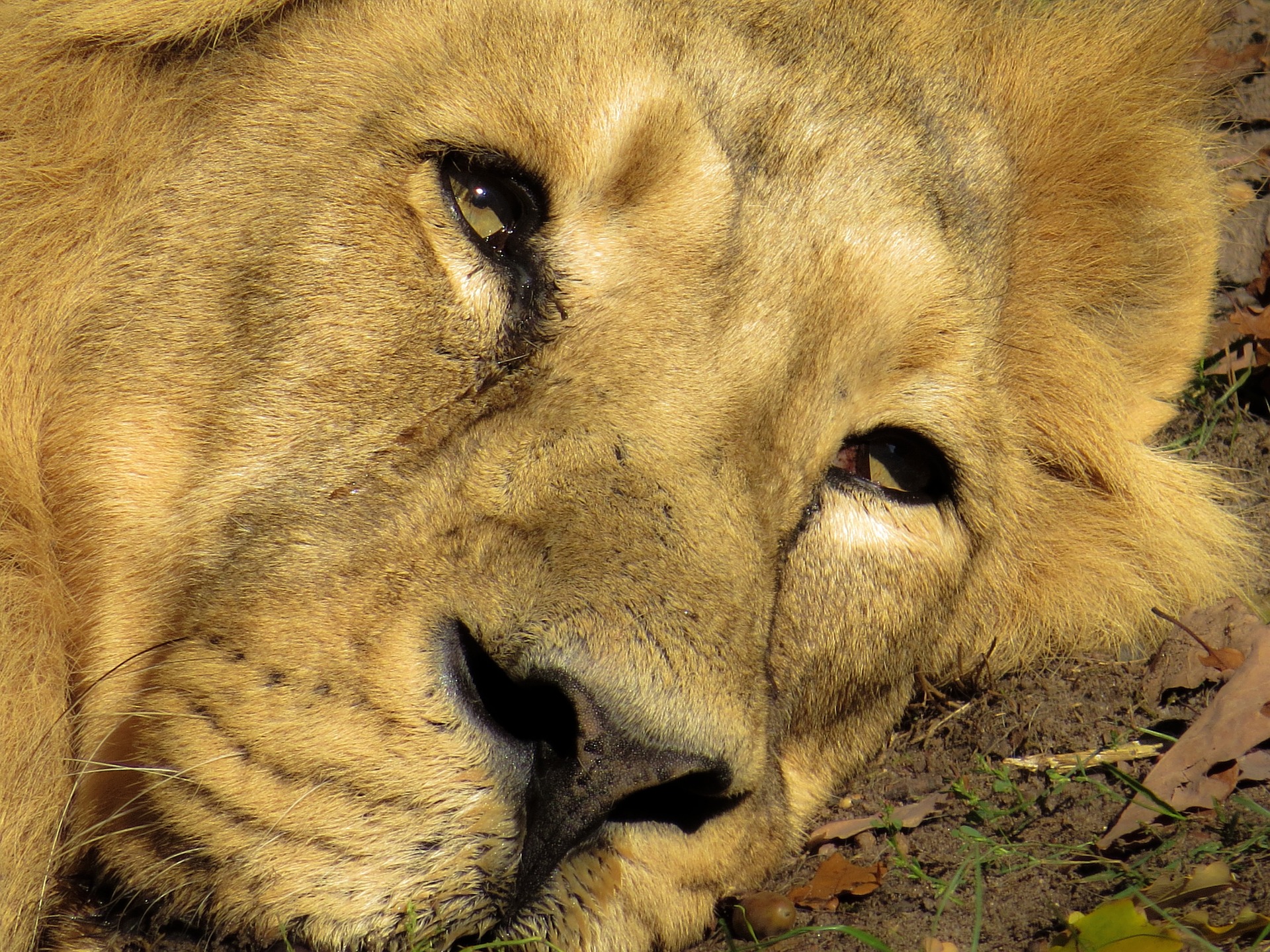 Resting Lion, Animal, Jungle, Lion, Maneater, HQ Photo