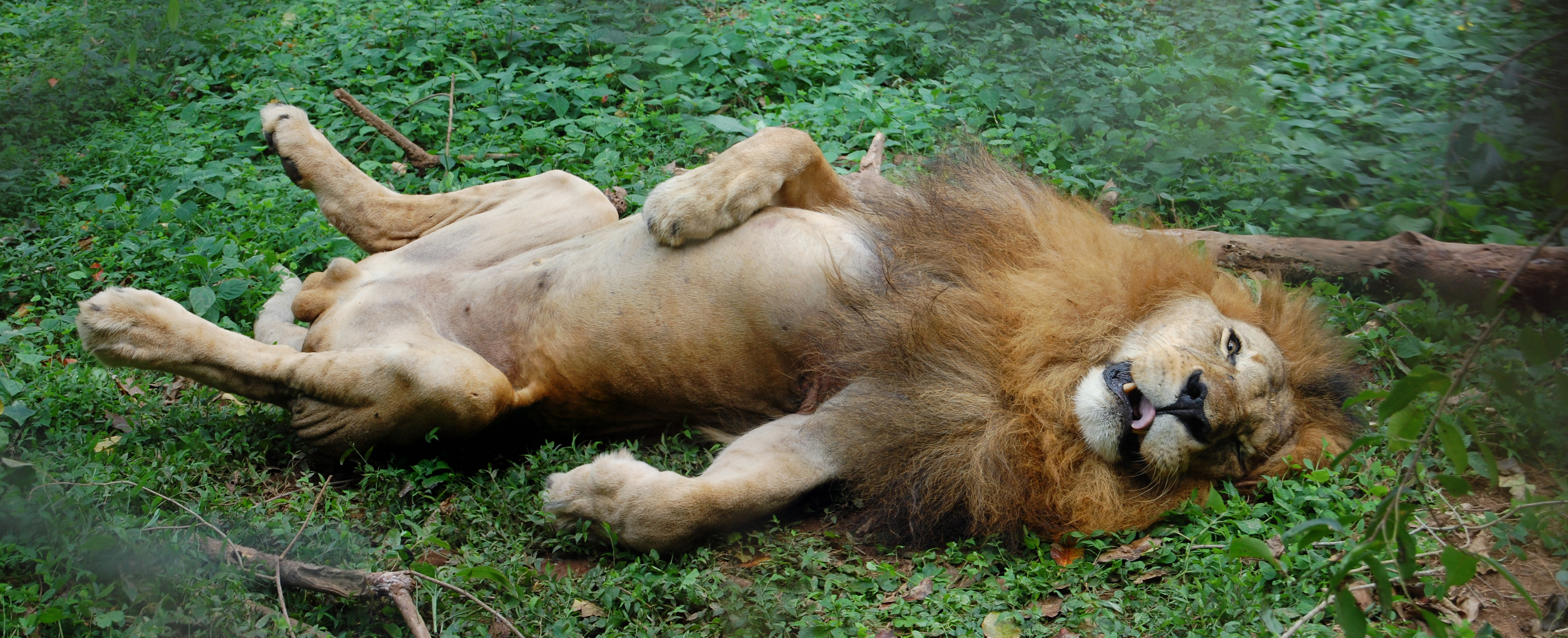 File:African Lion Resting at the Entebbe Zoo in Uganda.jpg ...