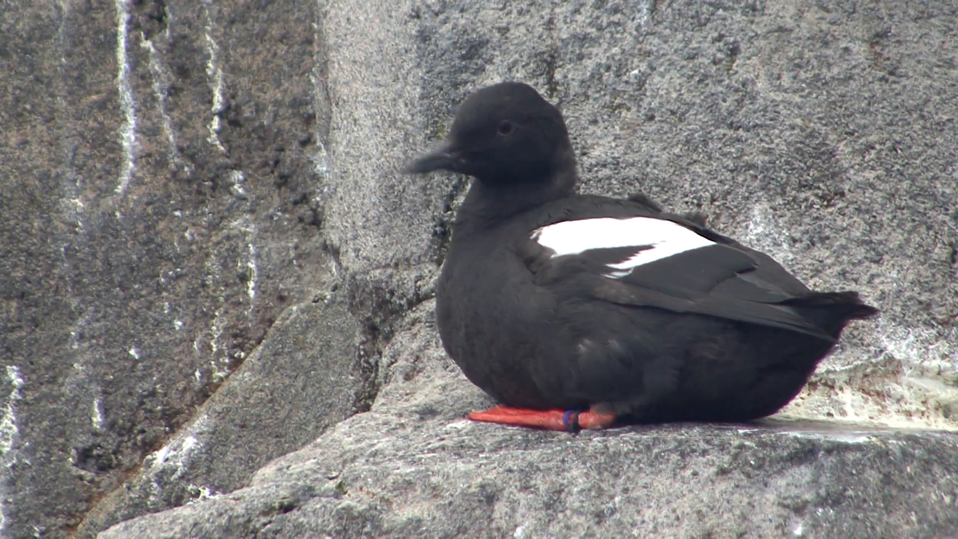 Pigeon Guillemot Lone Resting Summer Stock Video Footage - VideoBlocks