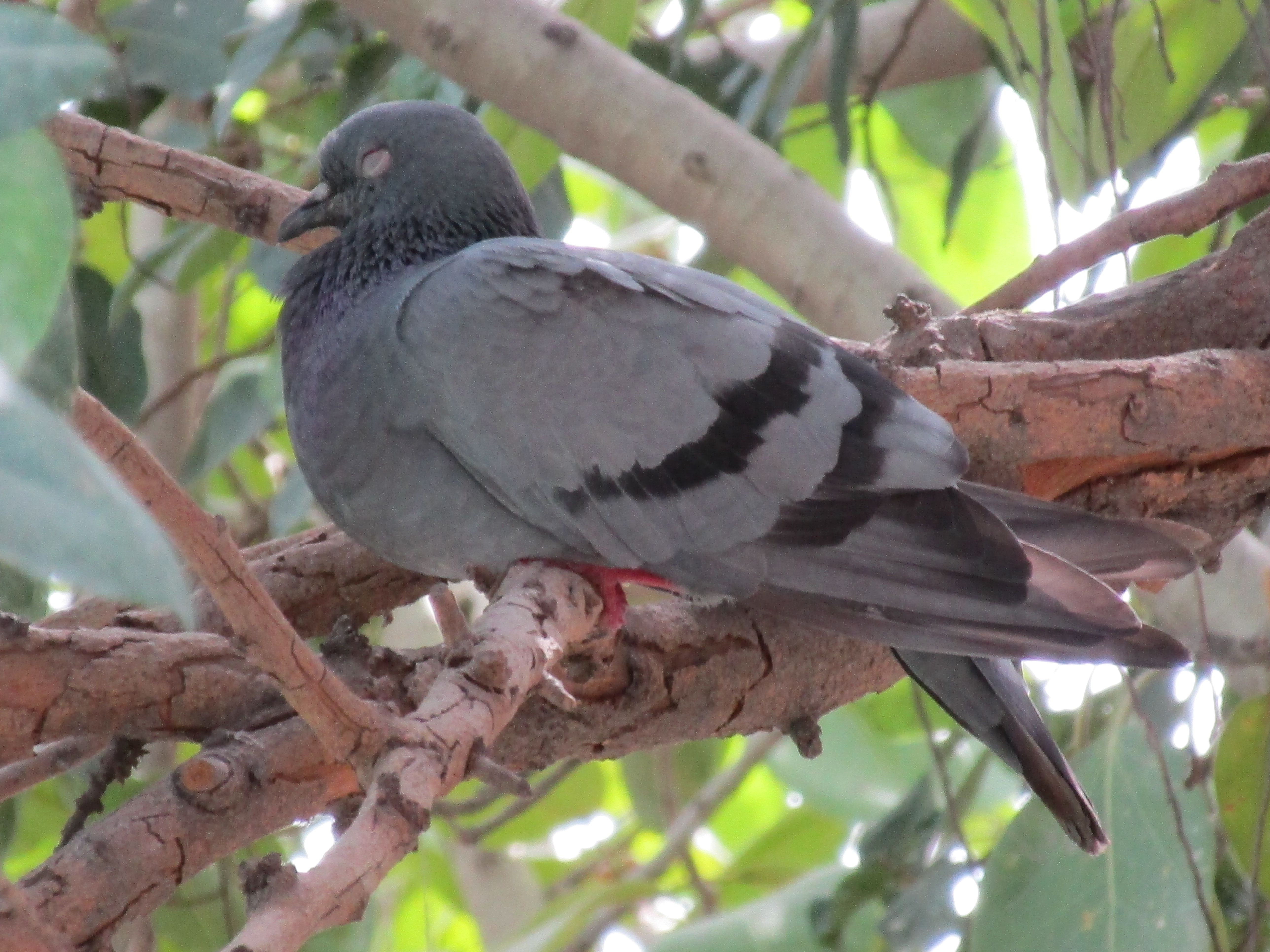 File:Resting pigeon.jpg - Wikimedia Commons
