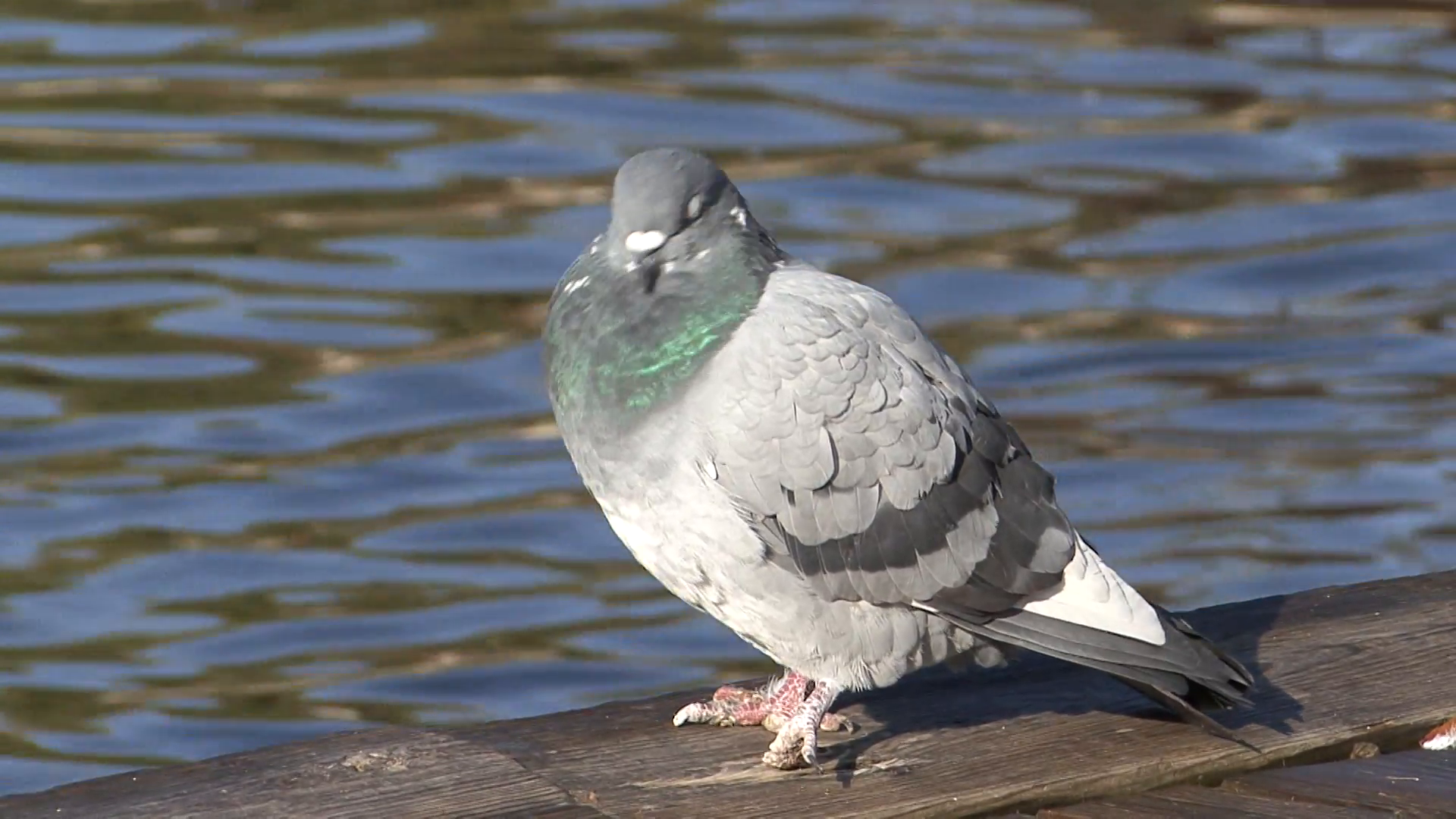 Pigeon Several Resting Fall Rock Dove Stock Video Footage - VideoBlocks