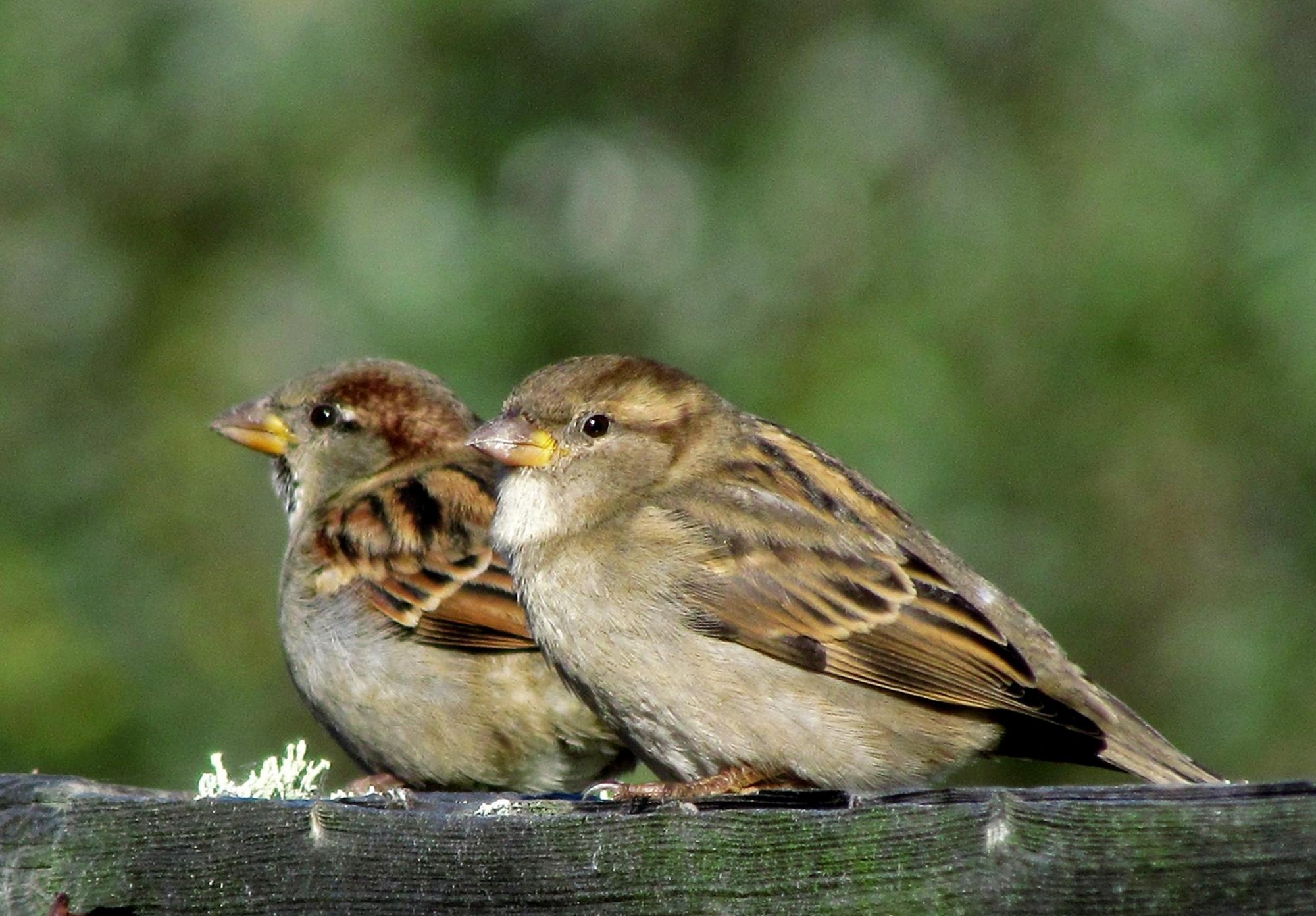 House Sparrow (Passer domesticus) A juvenile male and female resting ...