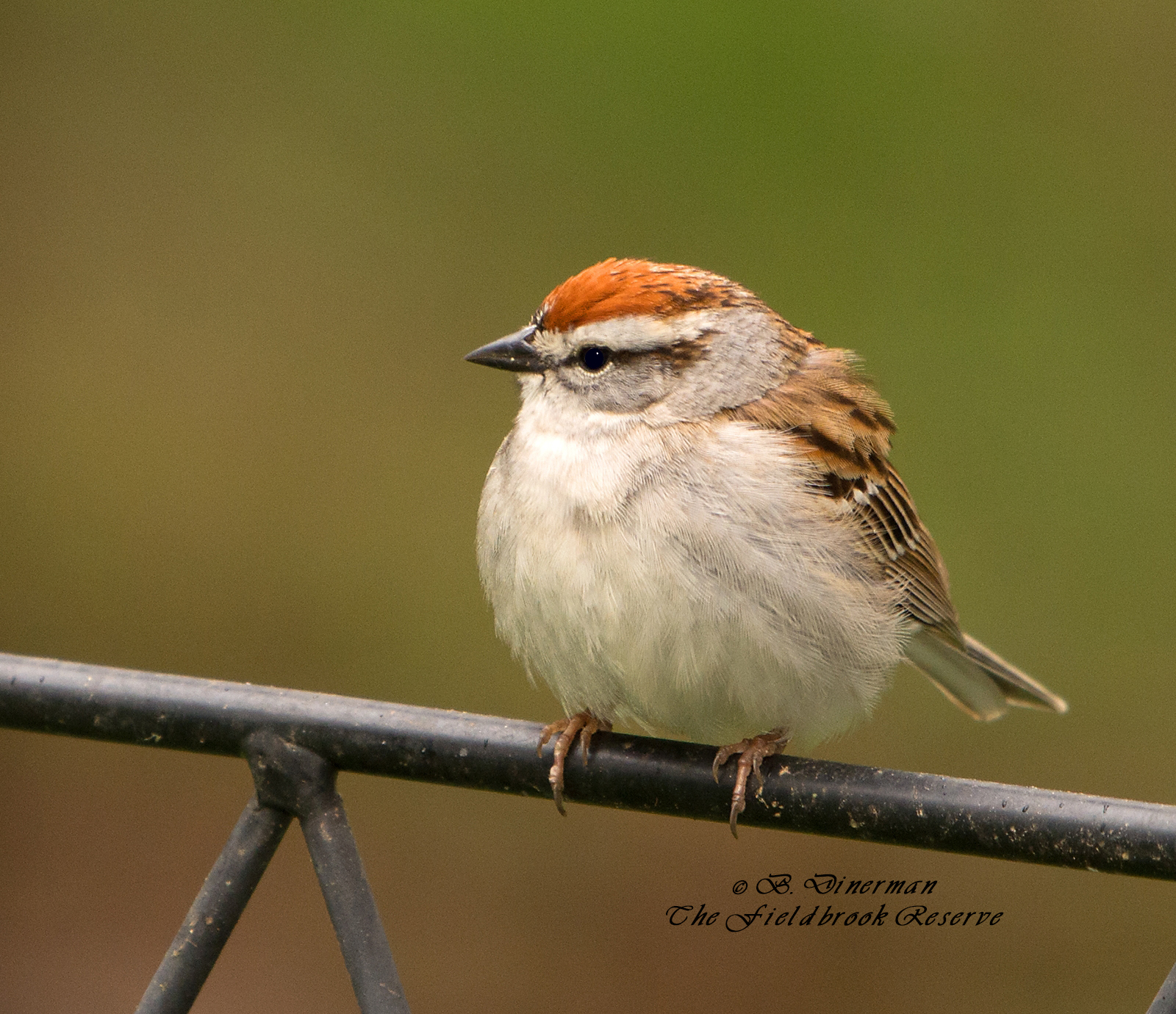 The Fieldbrook Reserve - Birds of a Feather - Sparrows and Friends