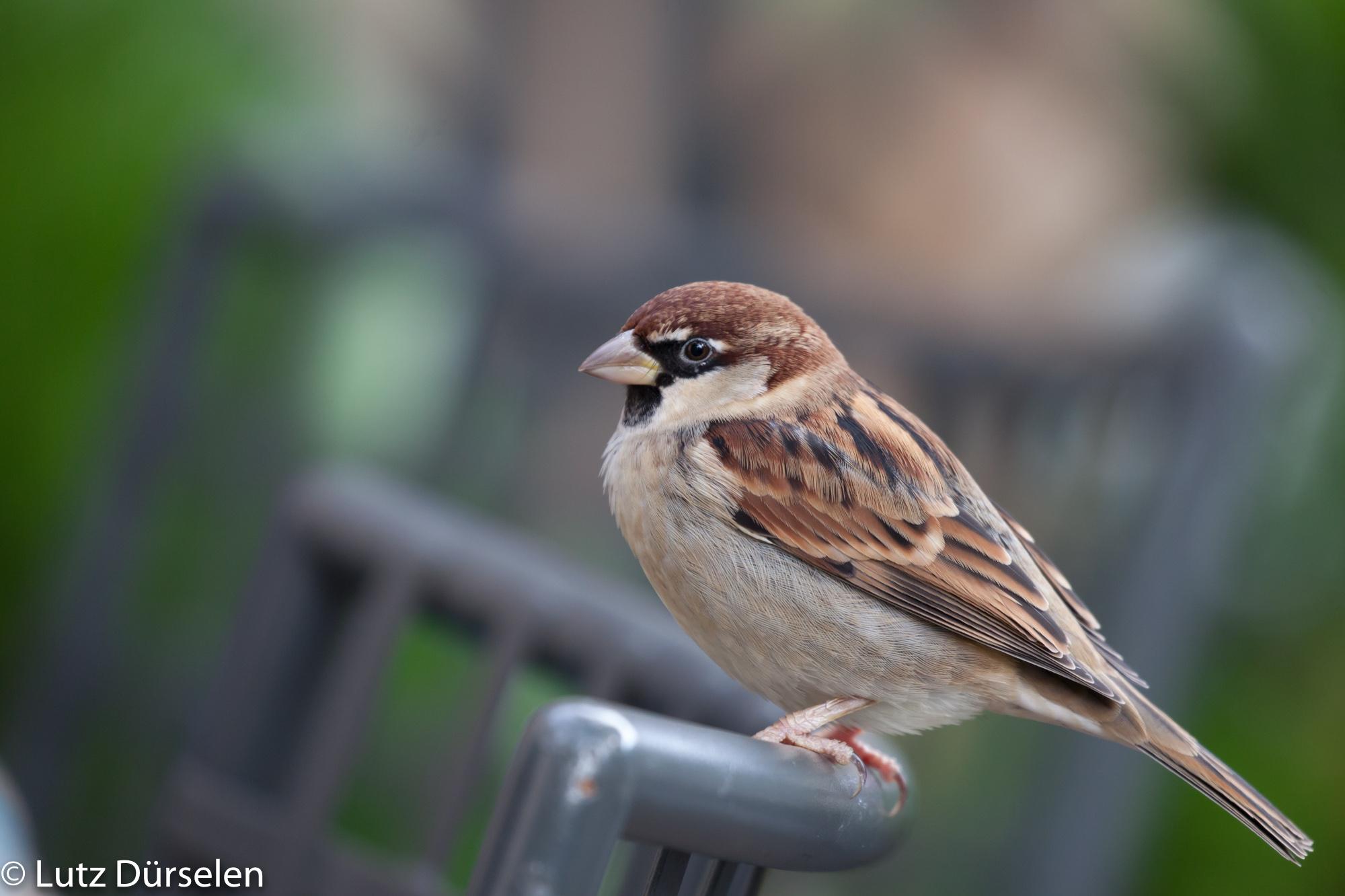 Italian Sparrow (Passer italiae) Male bird resting on a chair | the ...