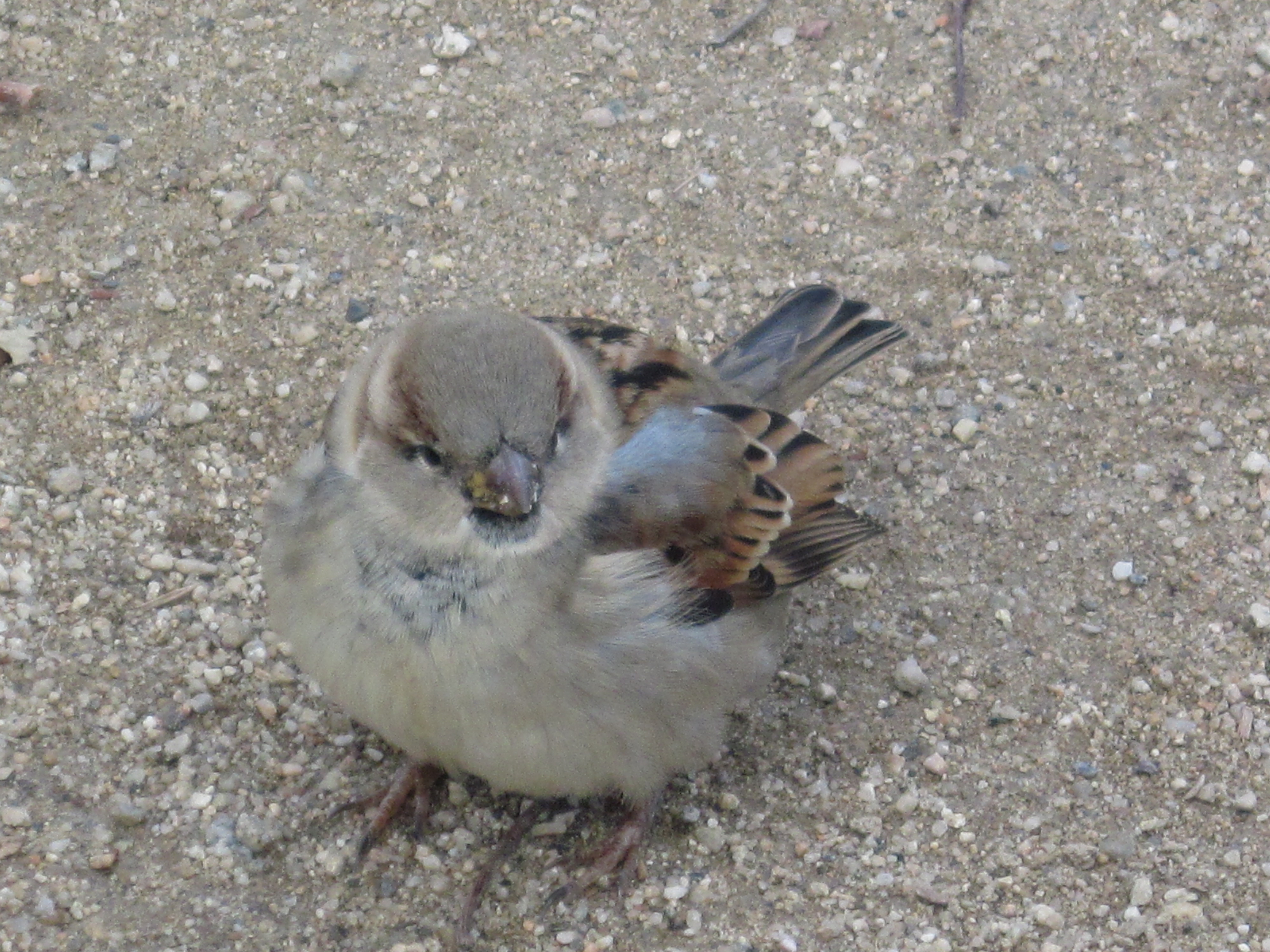 Resting sparrow, Animal, Birds, City, Close, HQ Photo