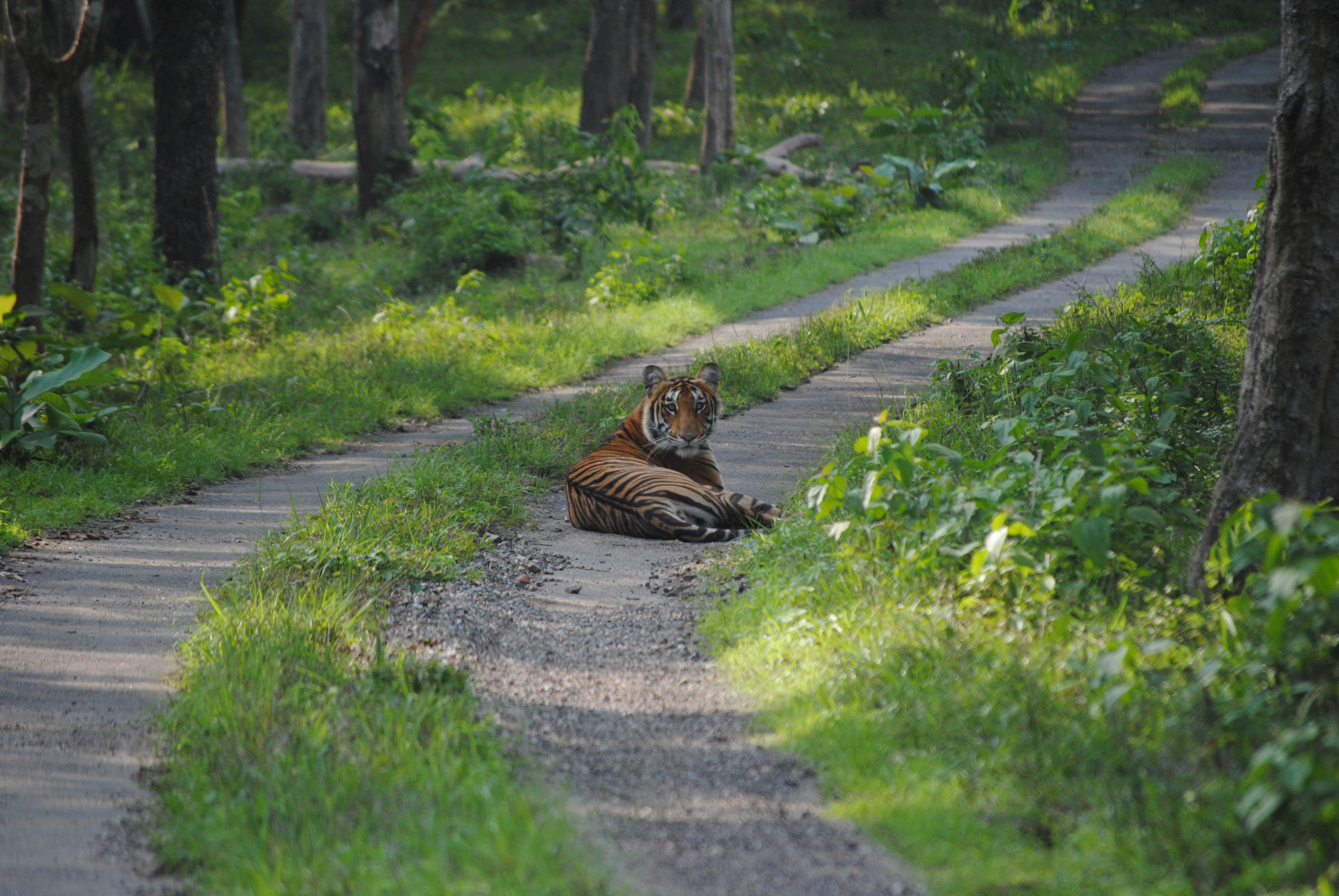 Resting tiger at jungle path photo
