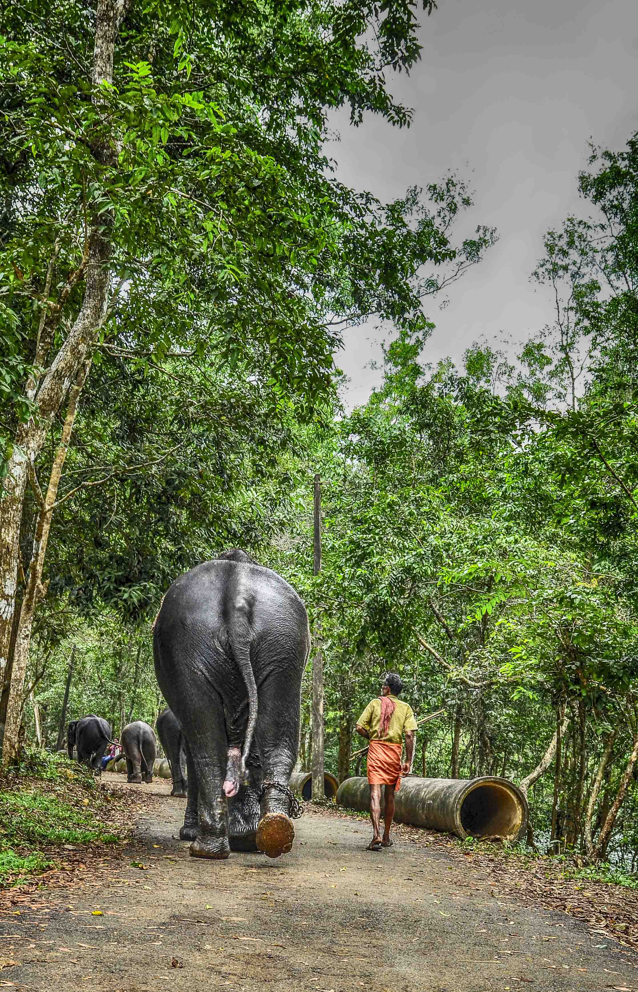 Restricted life of elephant photo