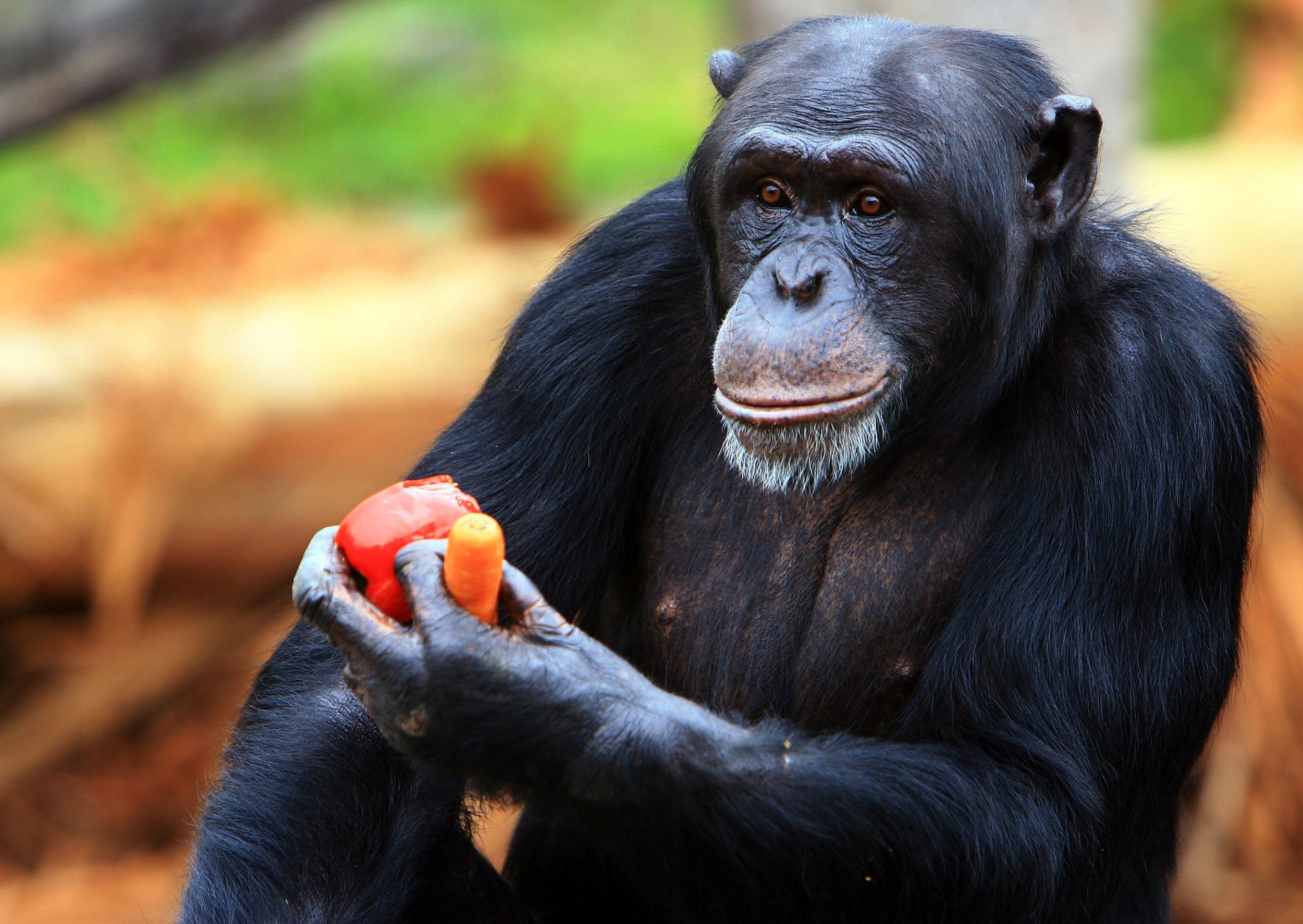 America's last few research chimpanzees are set to retire before ...