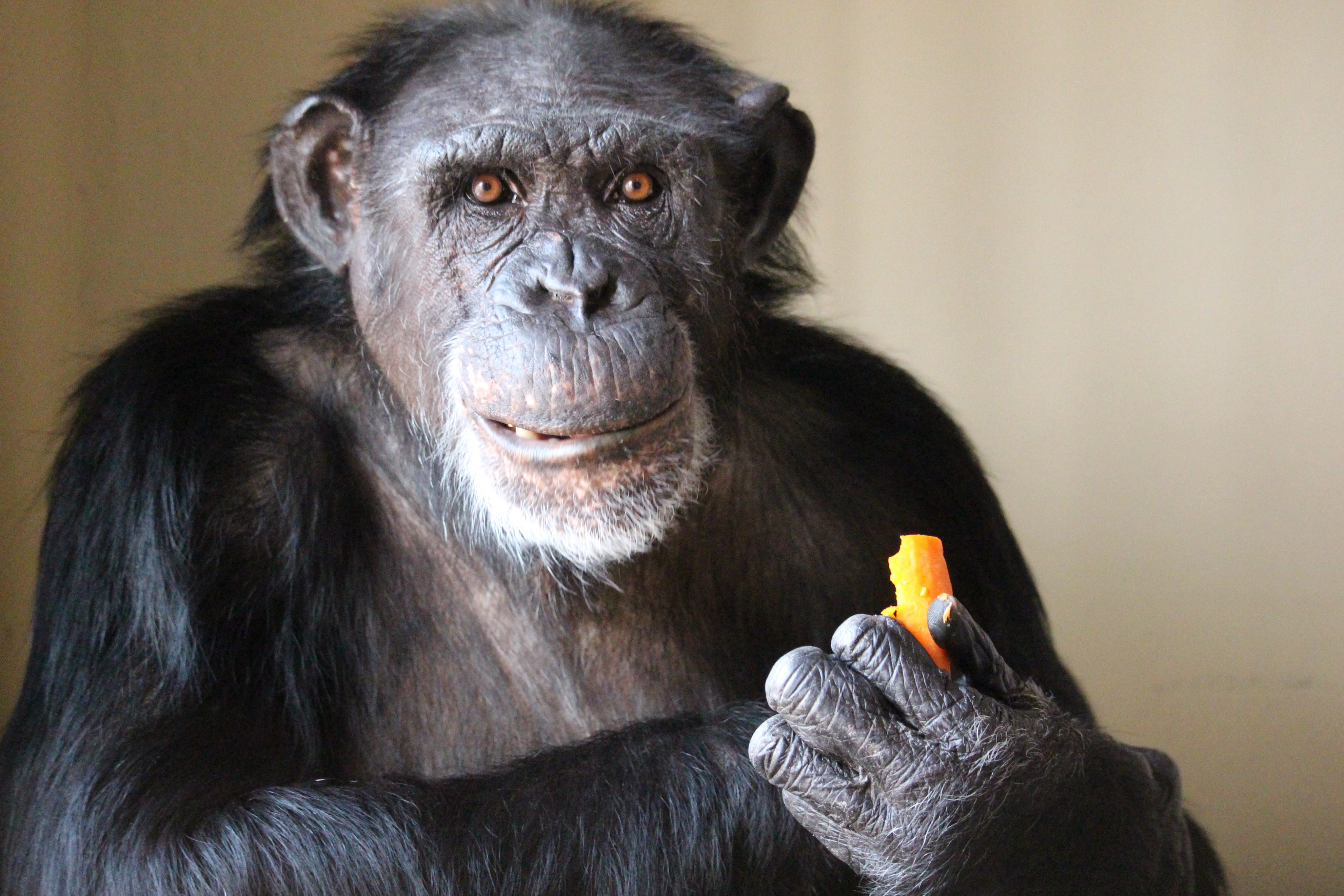 At this retirement home, chimps are in charge : The Pulse : Science ...