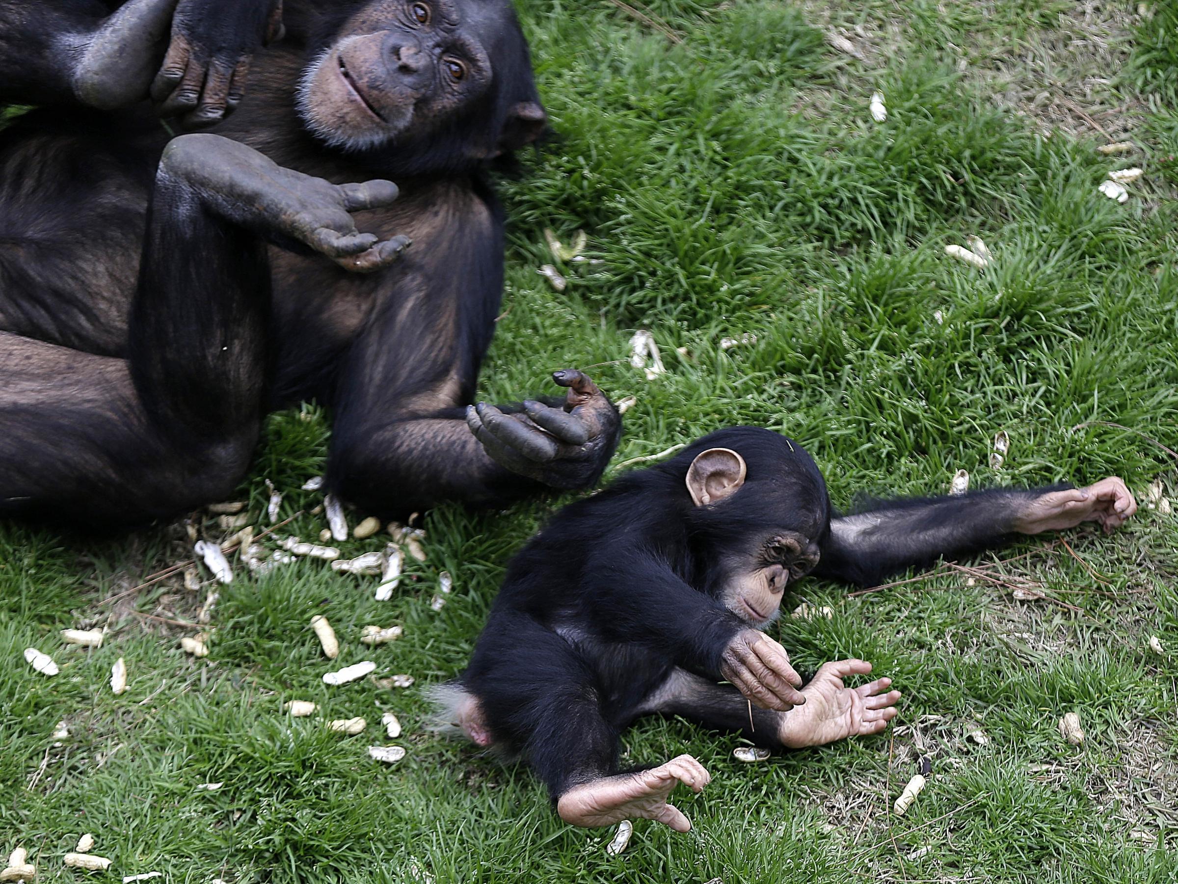 NIH Takes Another Step Toward Retirement Of Research Chimps | Health ...