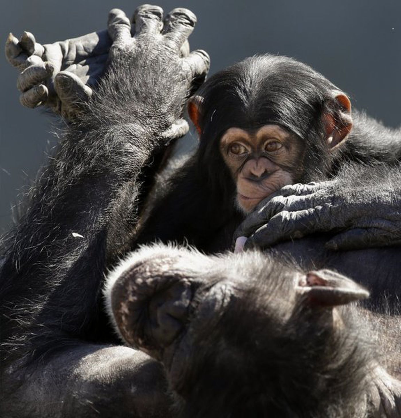 National Institutes of Health to retire most lab chimpanzees