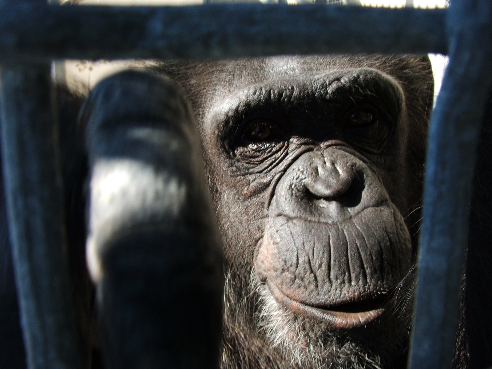 Retired Chimp, Animal, Ape, Black, Bspo06, HQ Photo
