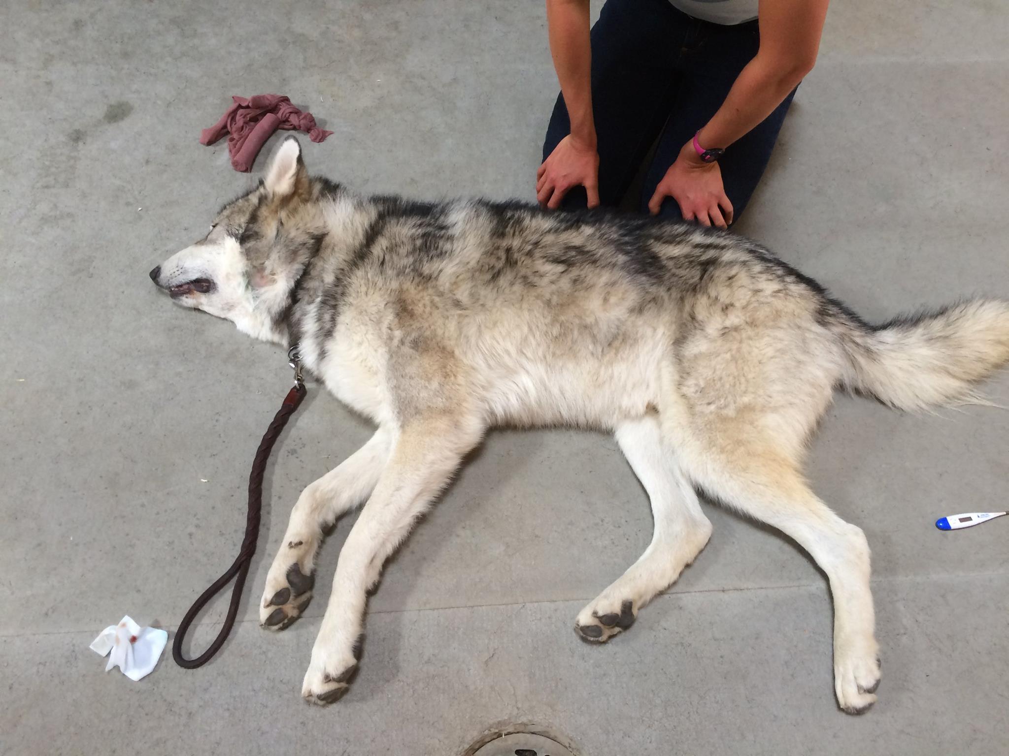 This 'Dog' Was Left To Starve After College Kid Bought Him On Craigslist