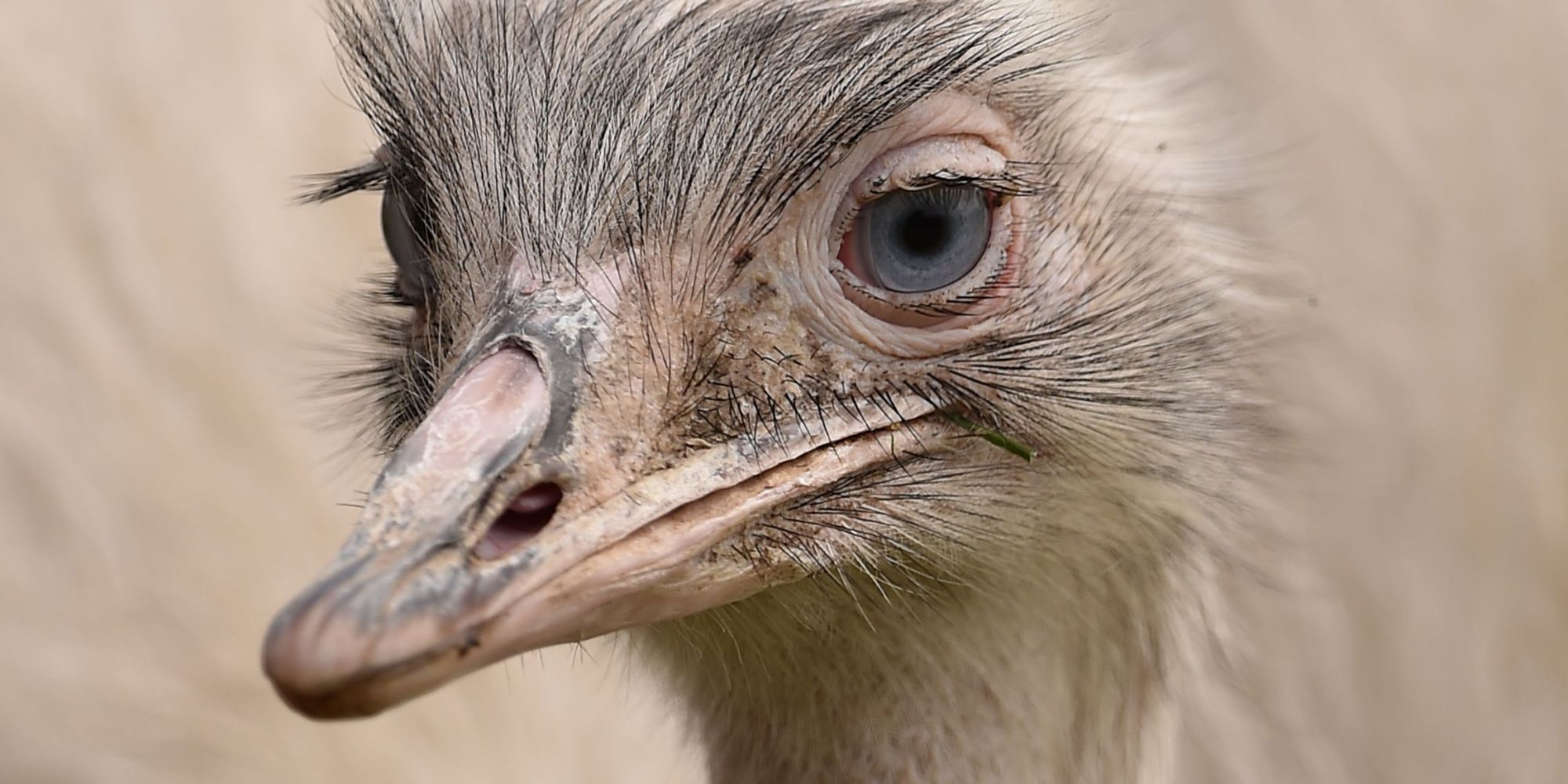 Escaped Giant Rhea Bird Can Disembowel A Human With One Strike ...