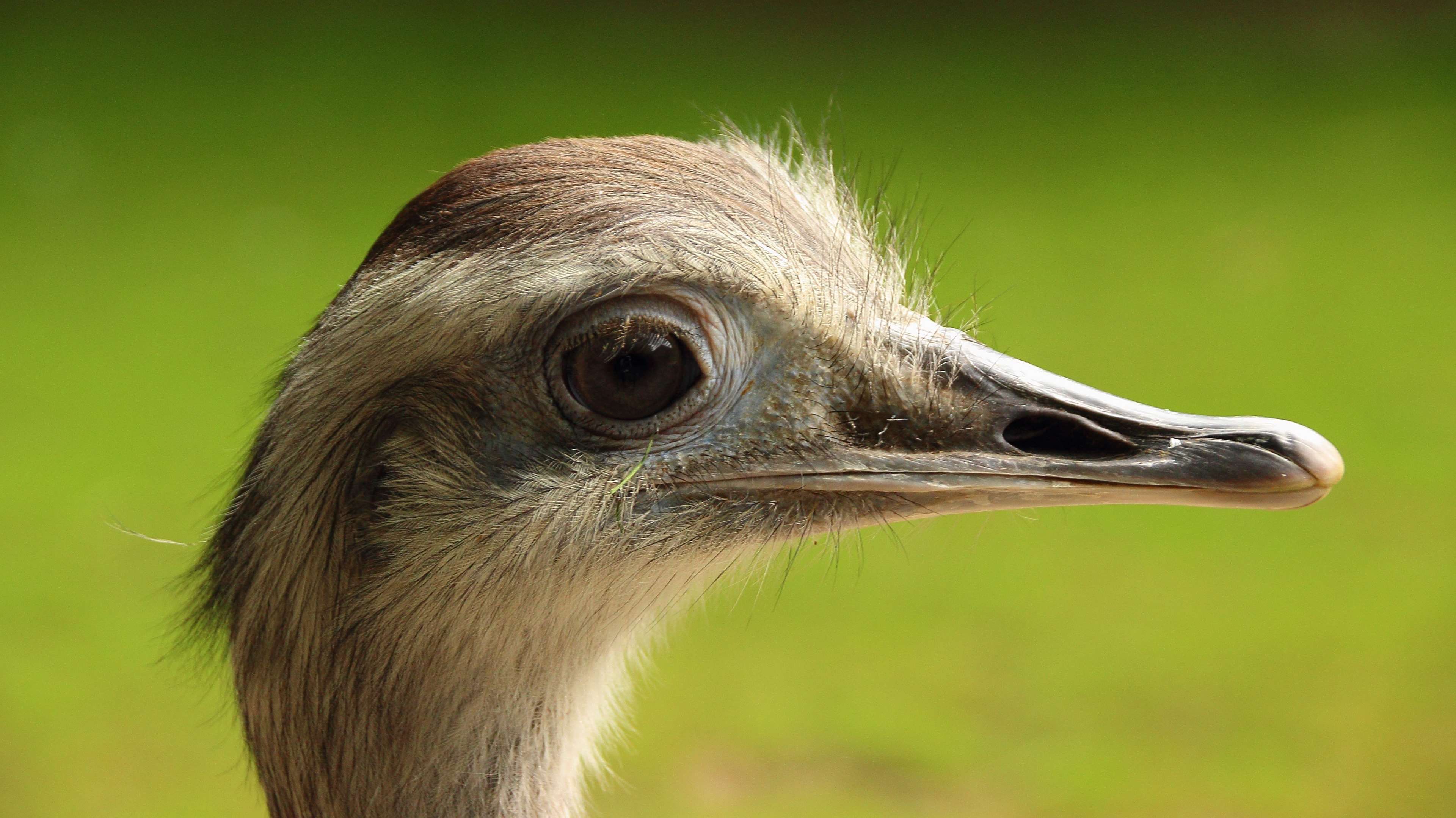 animal #animal photography #beak #bird #close up #macro #rhea bird ...