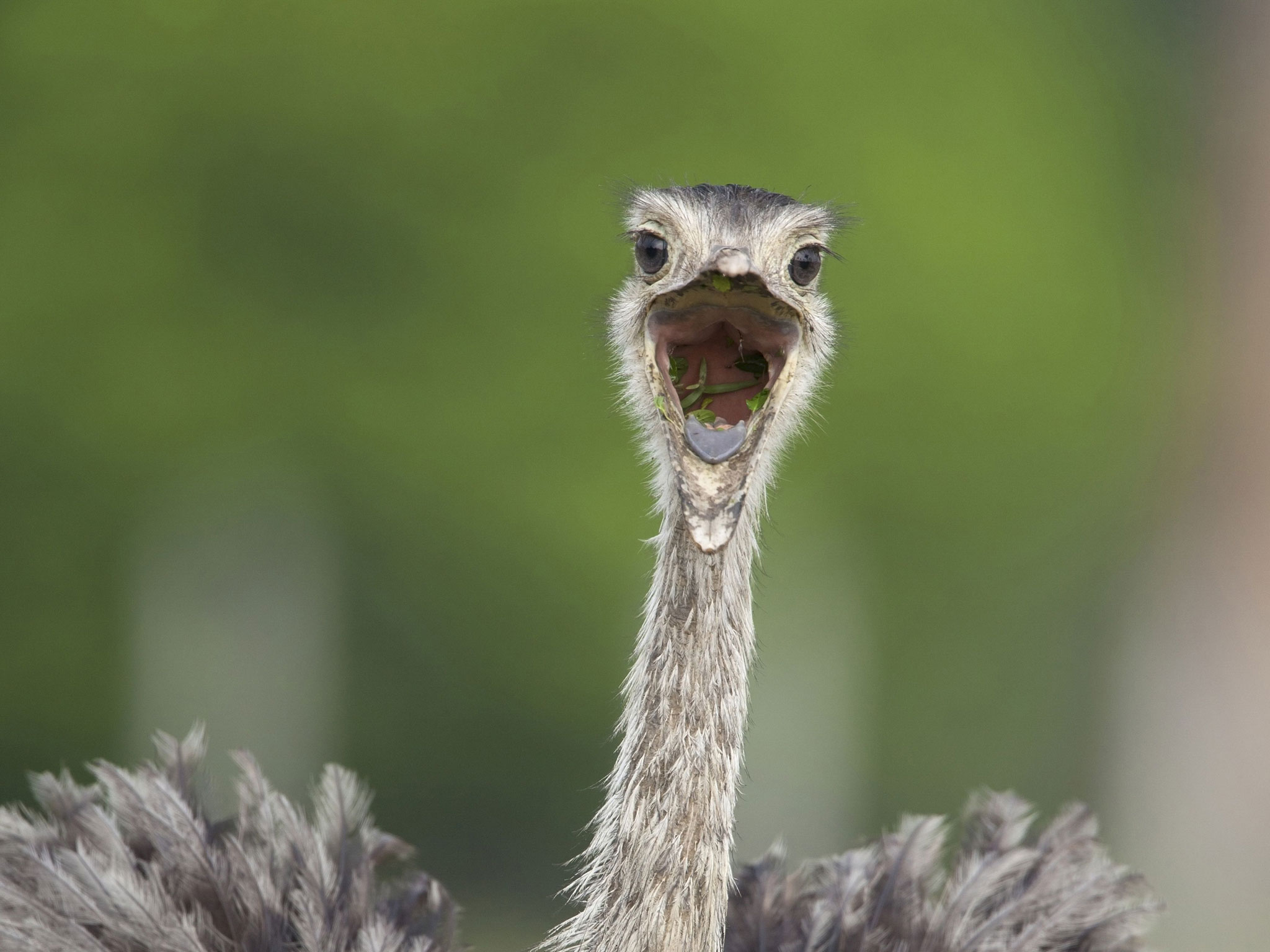 An extremely timid ostrich-sized bird capable of disemboweling a ...