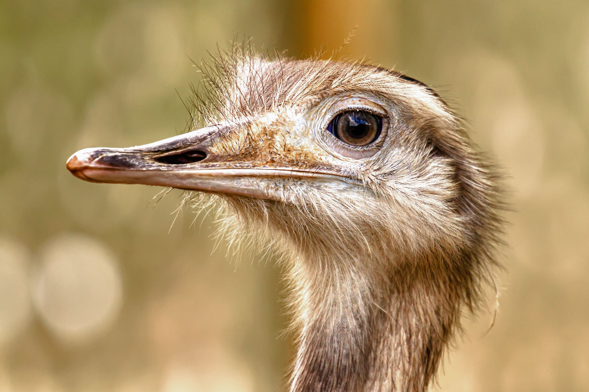 Greater rhea close up - Rhea (bird) - Wikipedia | BIRDS FLIGHTLESS ...