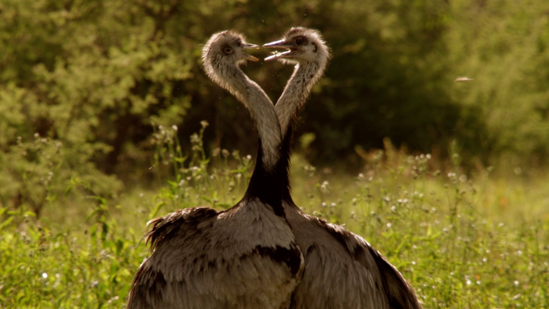 Rhea war dance - Natural World: Attenborough's Big Birds - BBC Two ...
