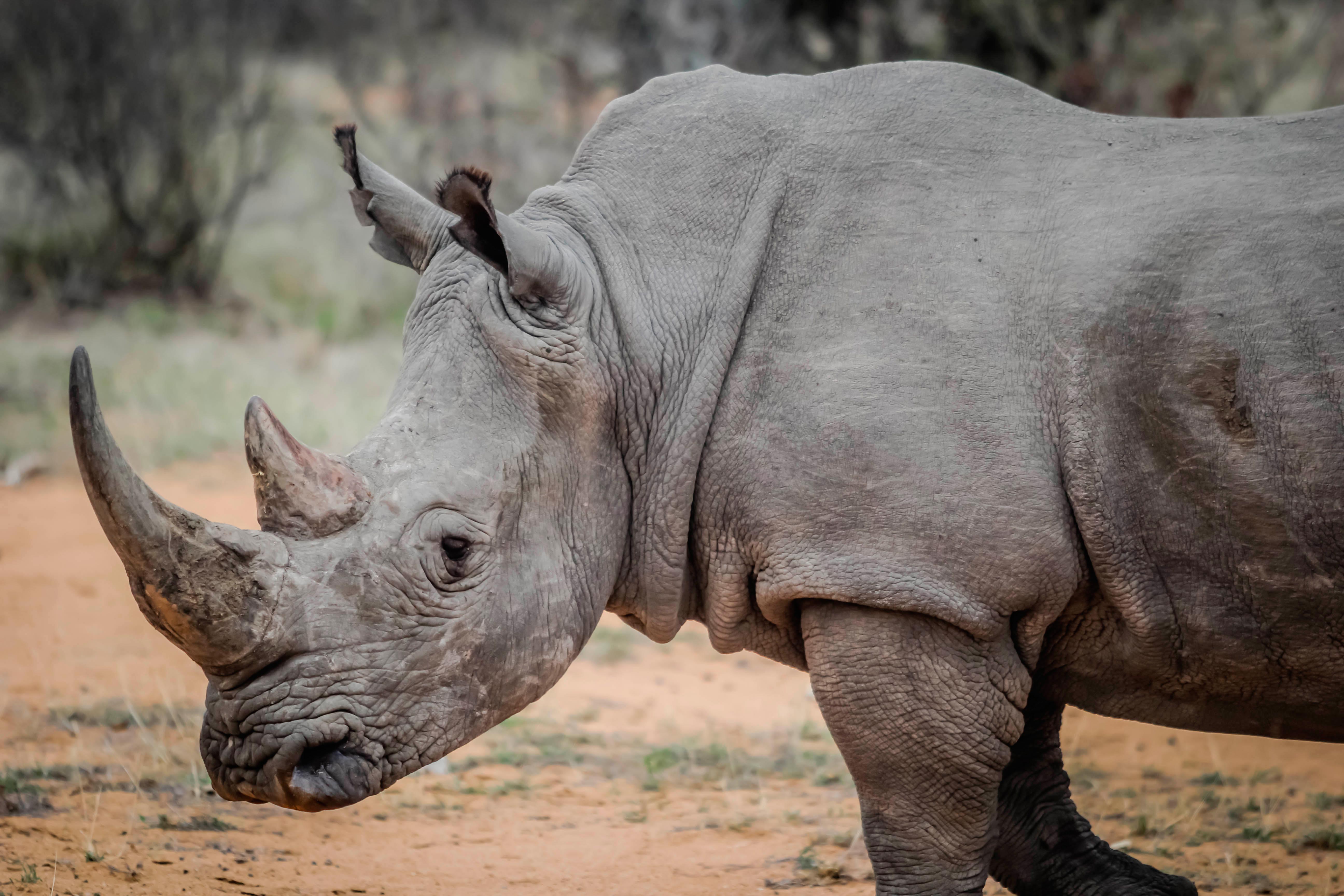 World's first rhino investment plan and rhino app launched | Get It ...