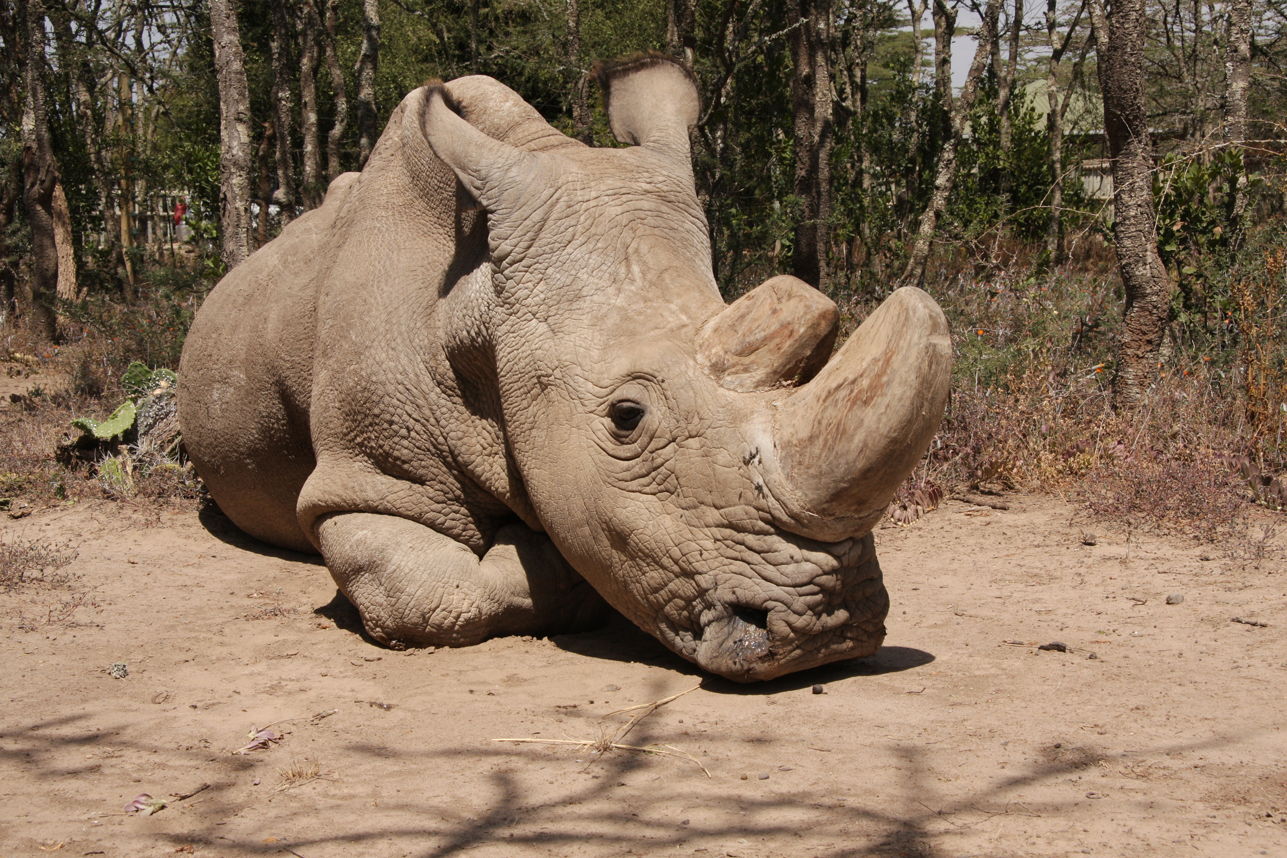 Why rhino's sad demise may not mean extinction for his species