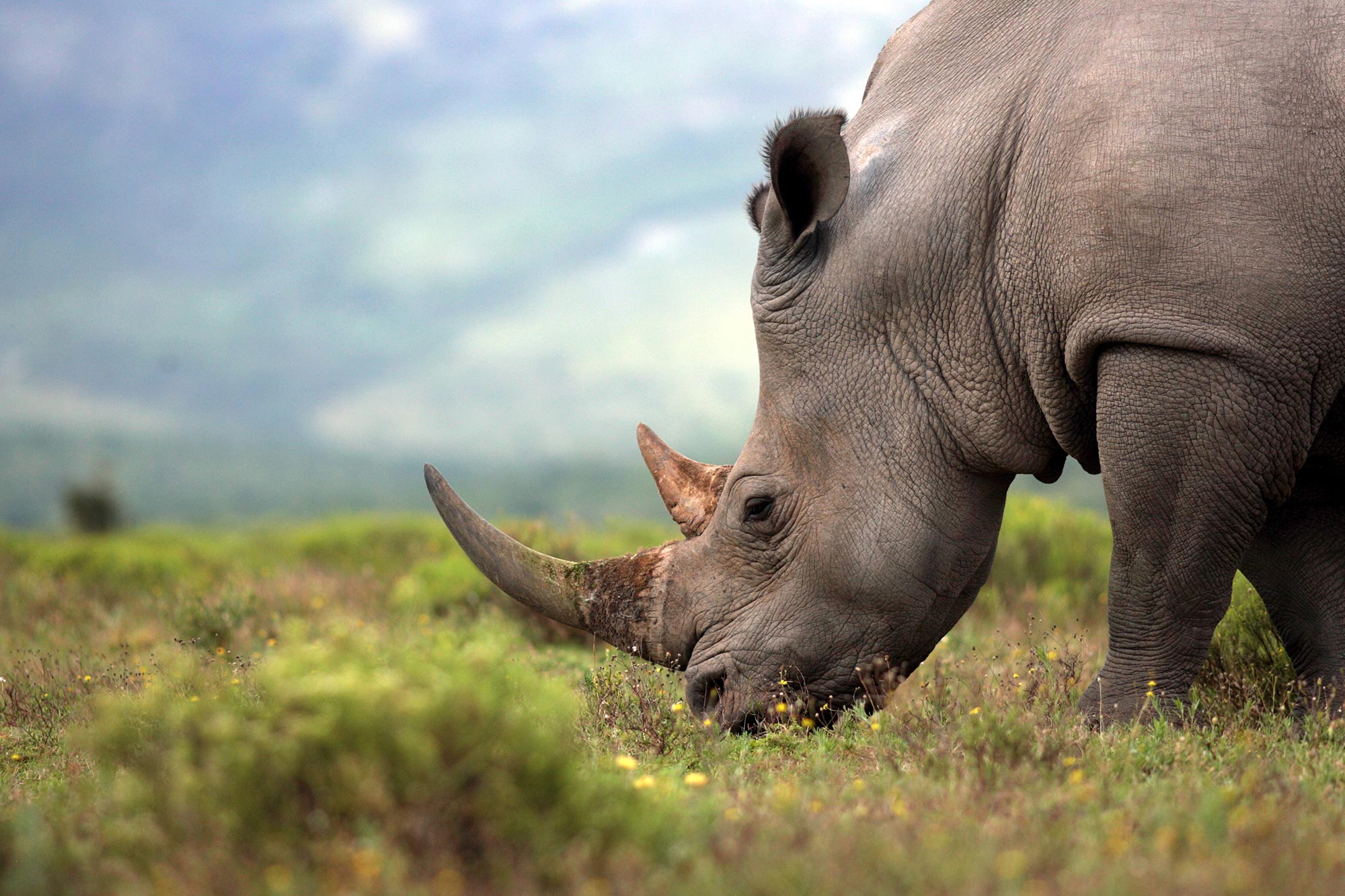 Rhino Breeders in South Africa - Promoting Blood Free Horns