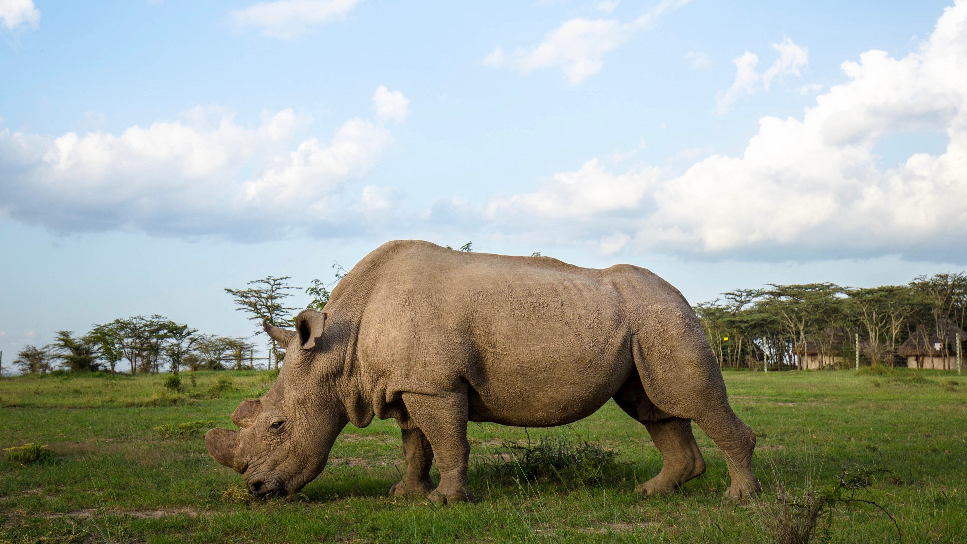 Last Male Northern White Rhino Dies — NOVA Next | PBS
