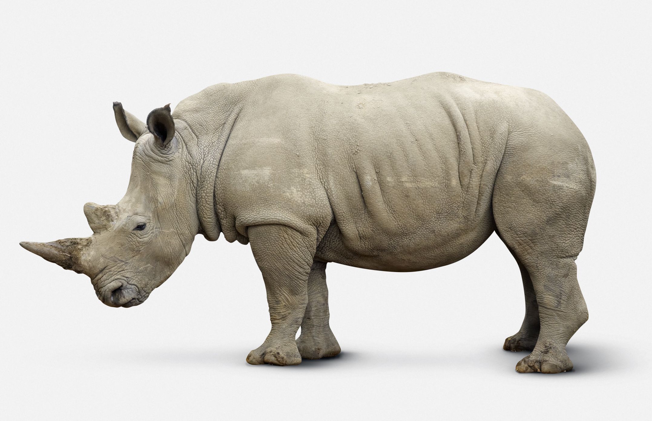 10 Facts About Rhinoceroses