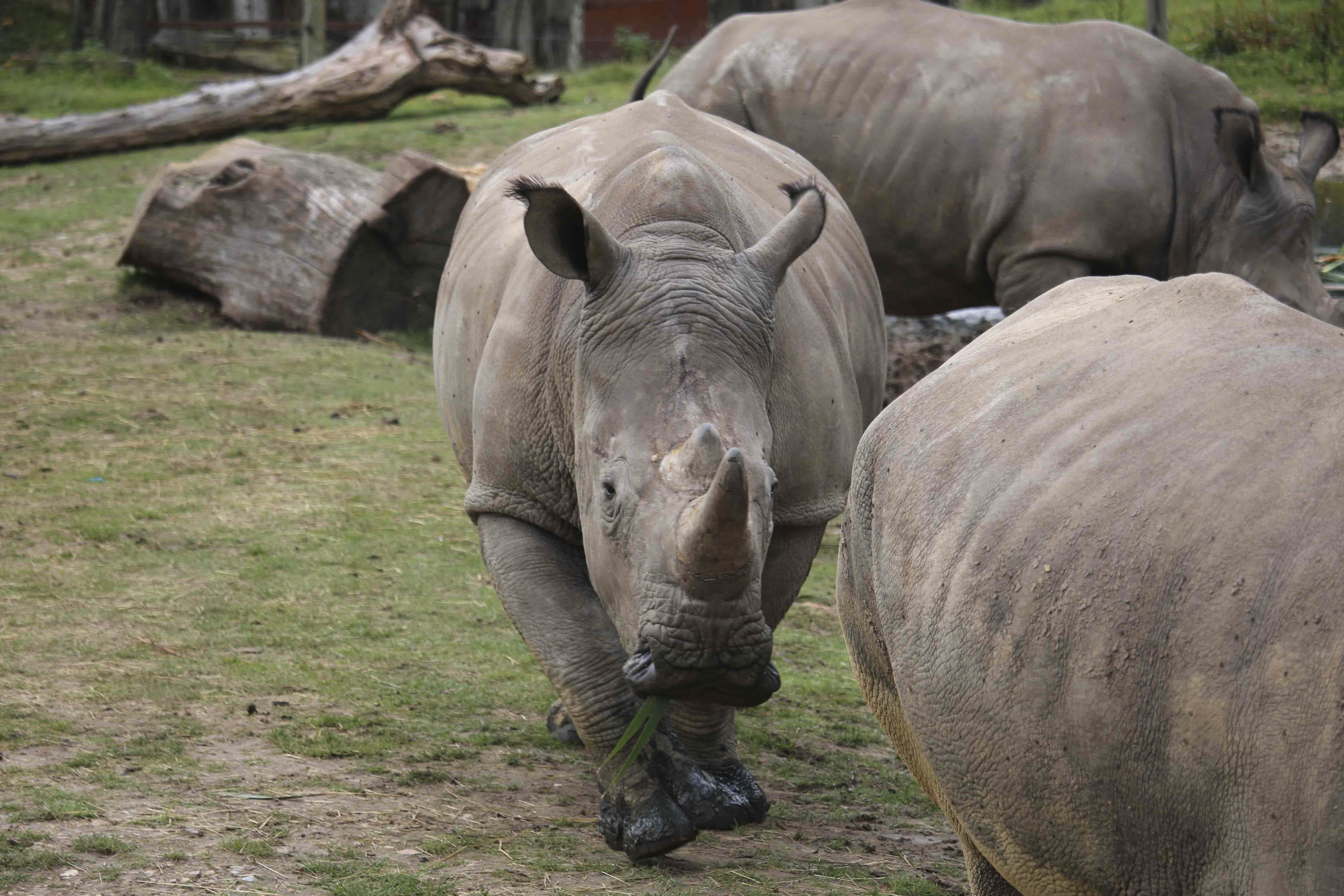 Thoiry Zoo Rhino Named Vince Killed Over Horn | Time