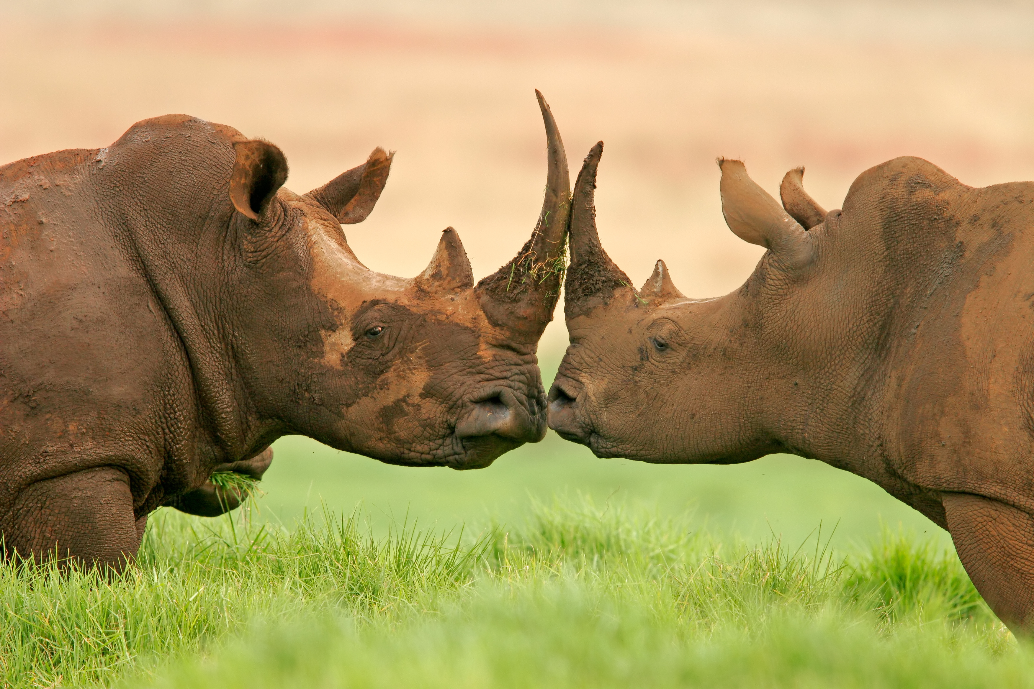 Save the Rhino Day – Eco18