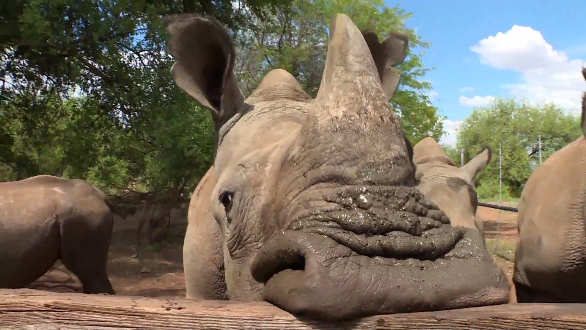 Can You Save Rhinos By Selling Their Horns?