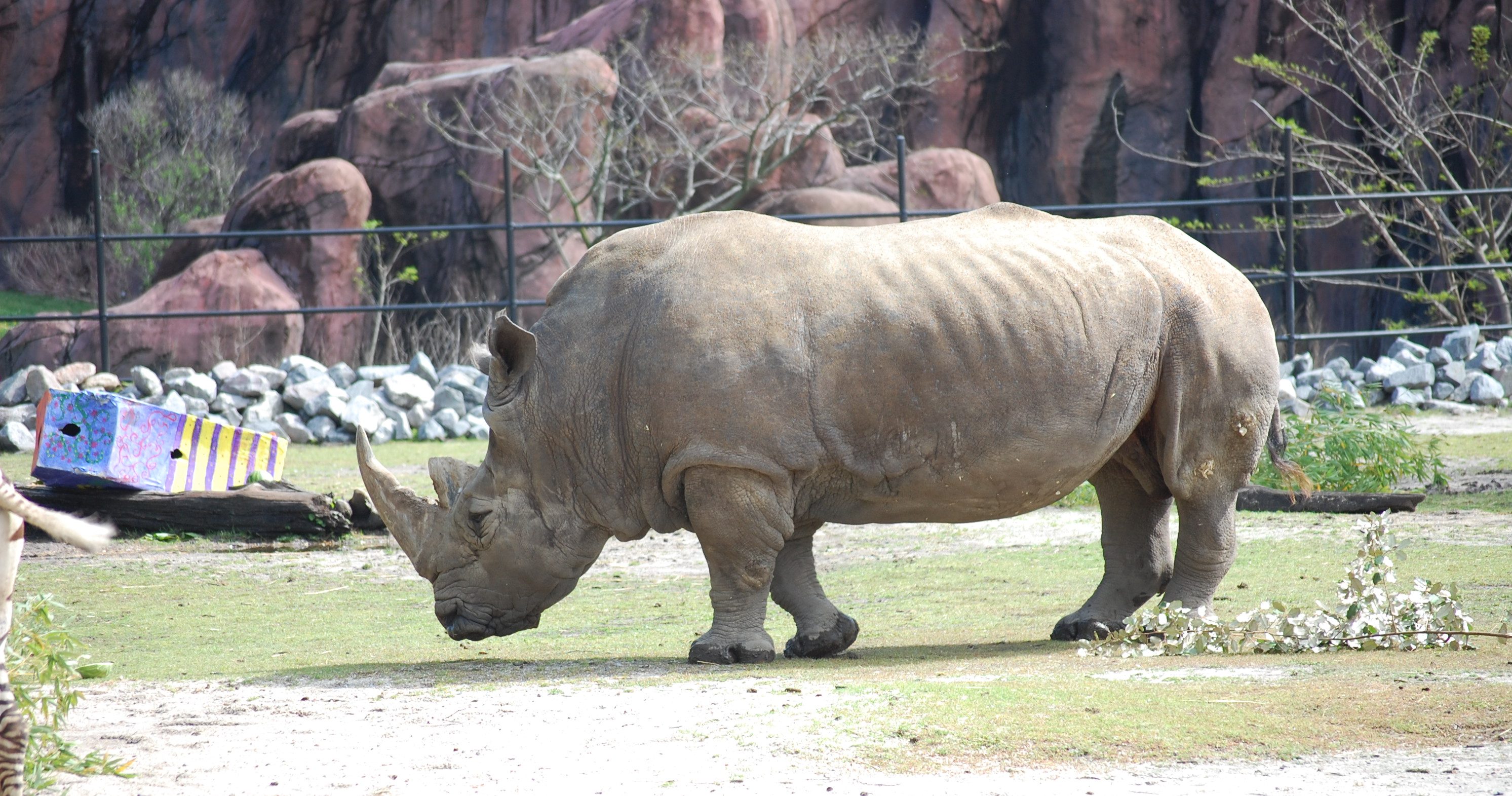 Get to know our rhino! - Virginia Zoo in Norfolk