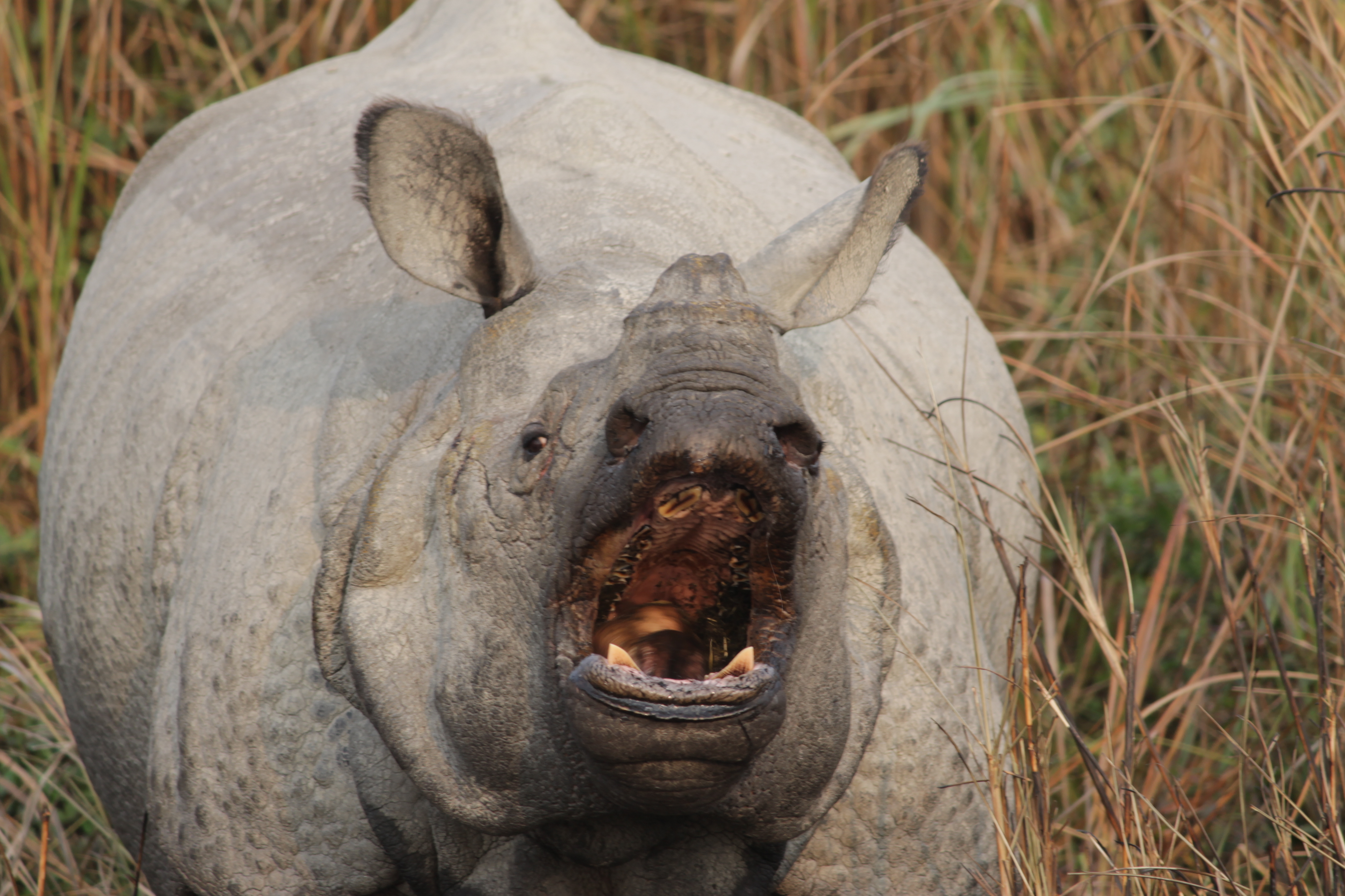 File:Aggressive Kaziranga rhino.jpg - Wikimedia Commons