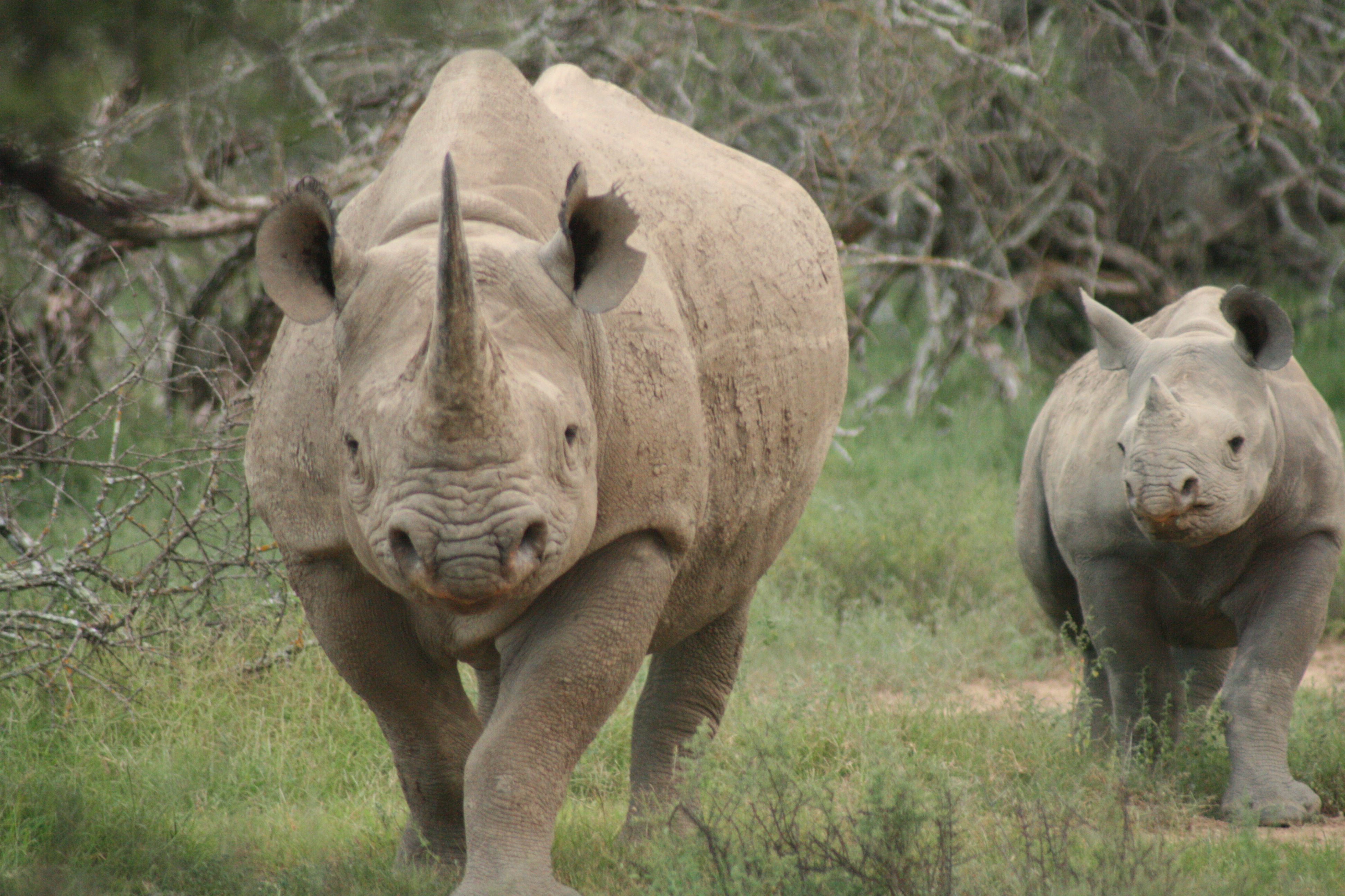 Rhino Poaching in Africa a Crisis, IUCN Says | Rhinos, Rhinoceros ...