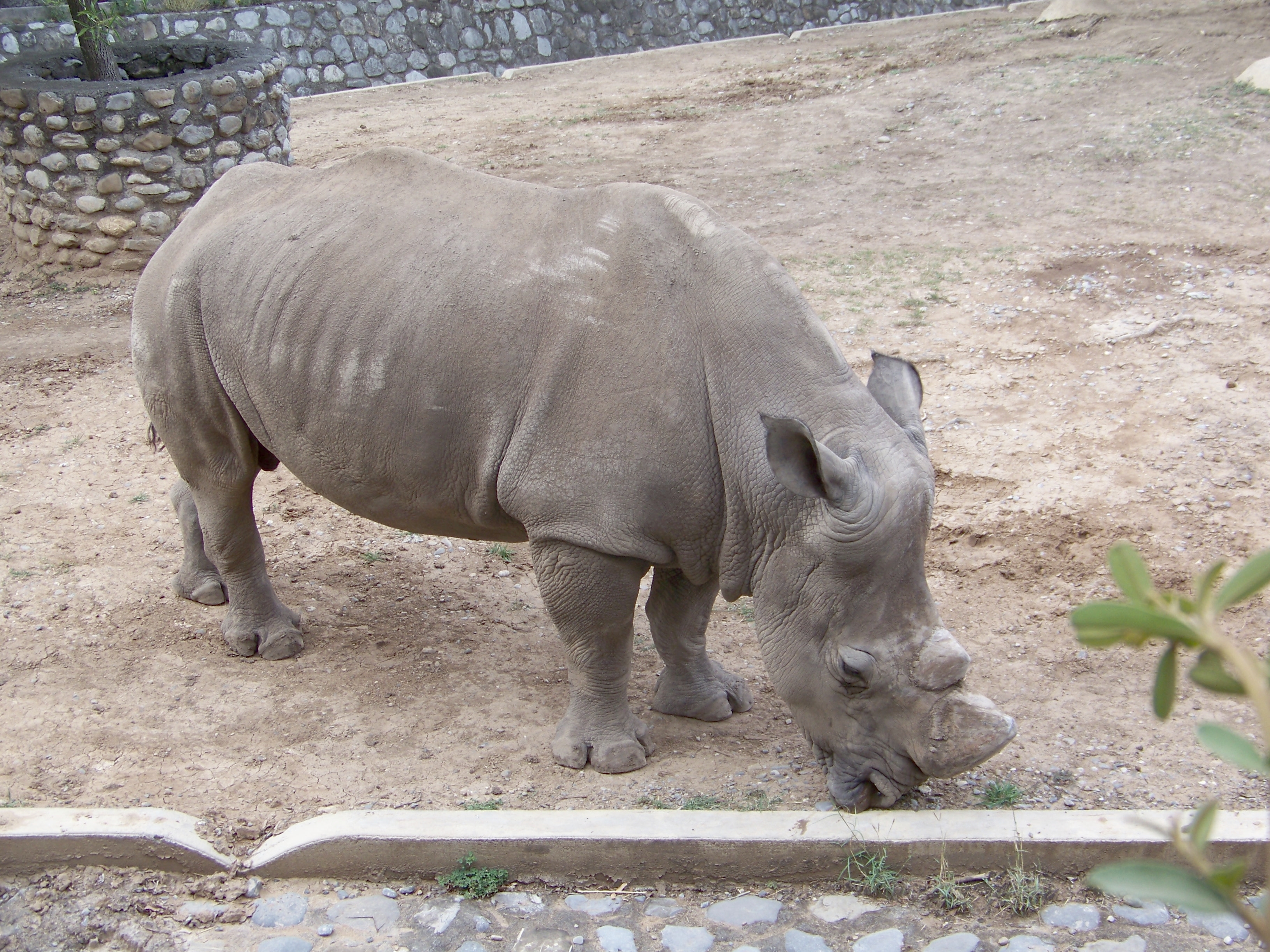 Rhino, Africa, Rhinoceros, Male, Mammal, HQ Photo