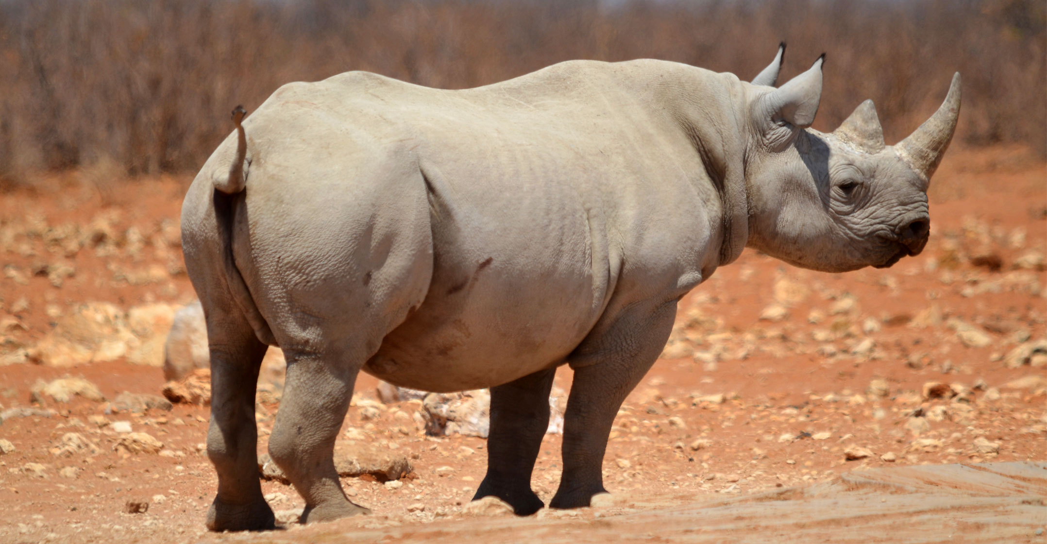 MTN, IBM partner to combat rhino poaching - TechCentral