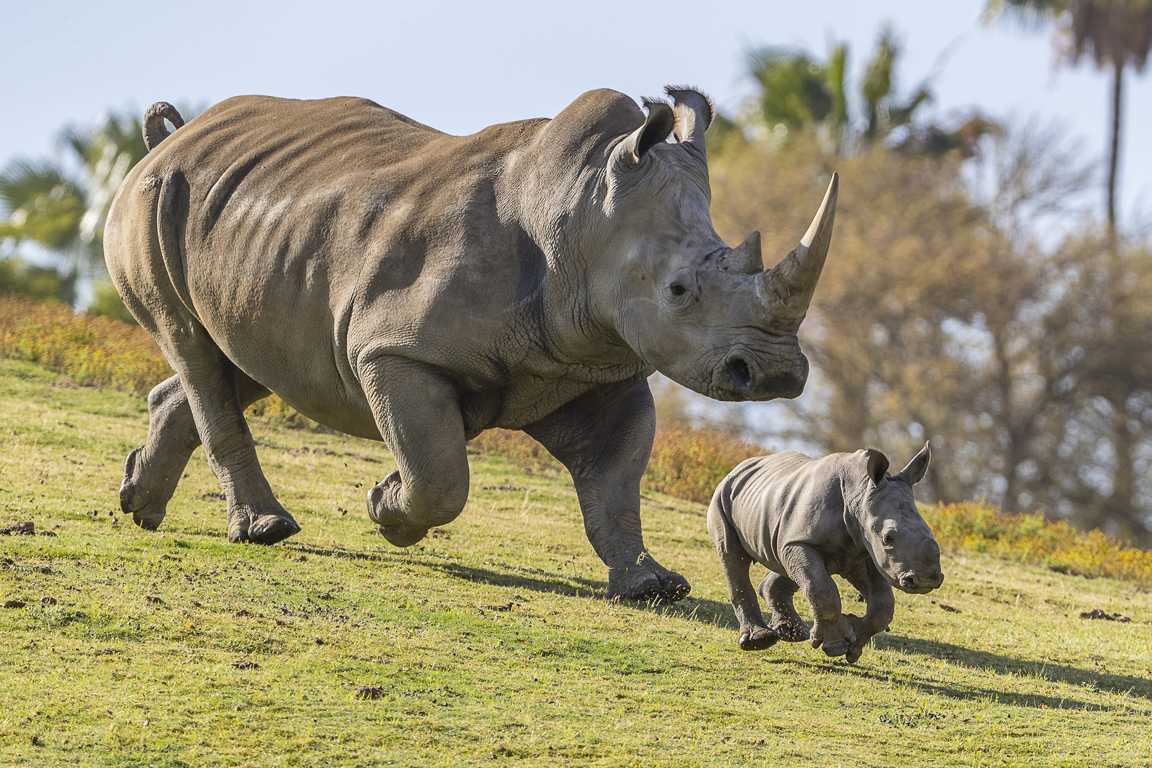 Rare Southern White Rhino Born At San Diego Safari Park | KPBS