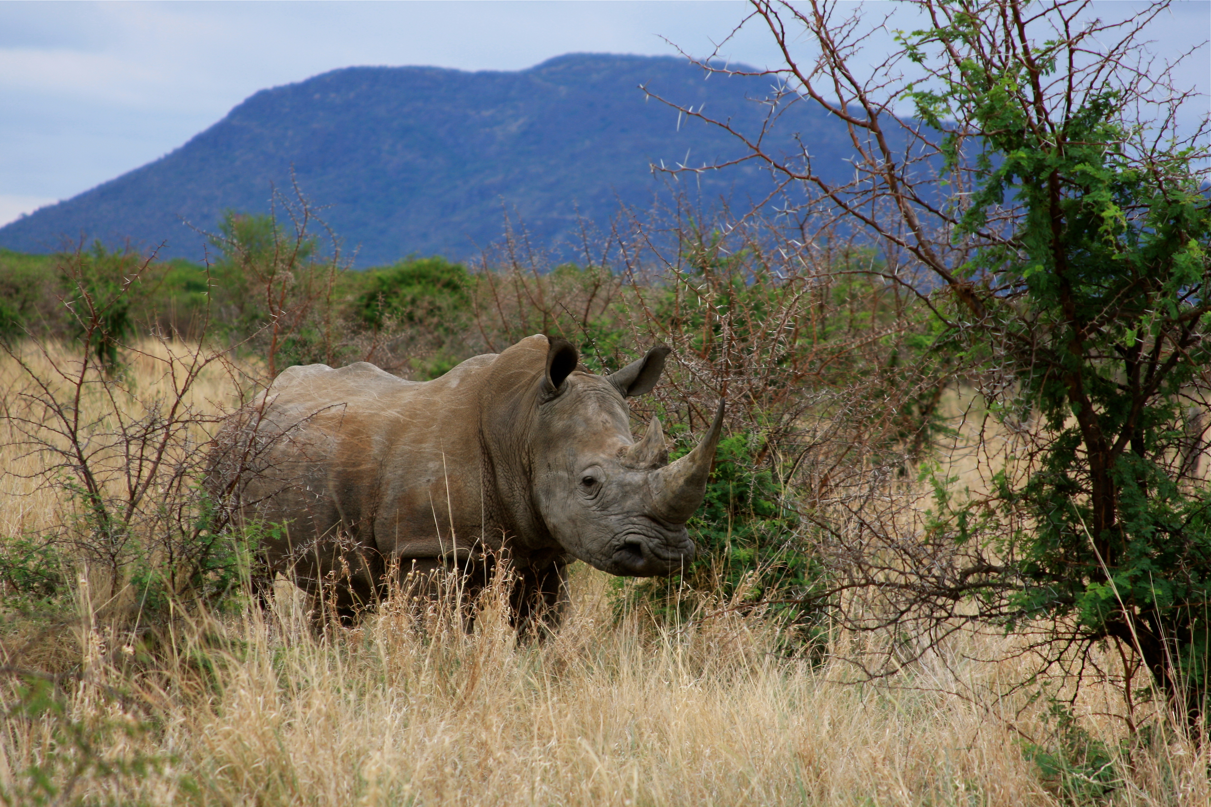 Rhino in africa photo