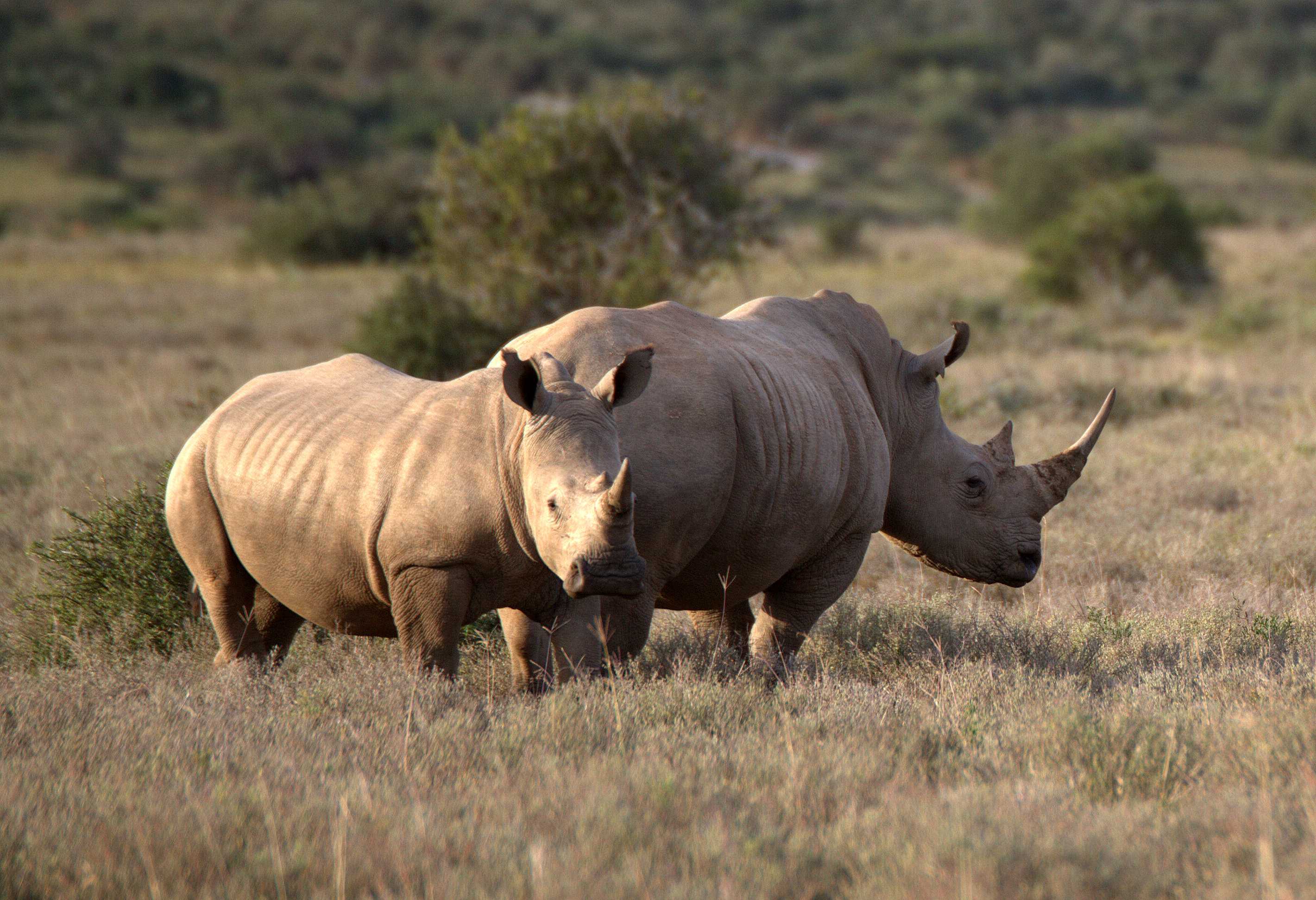 The History of Rhino Poaching in South Africa | Rhino Africa Blog