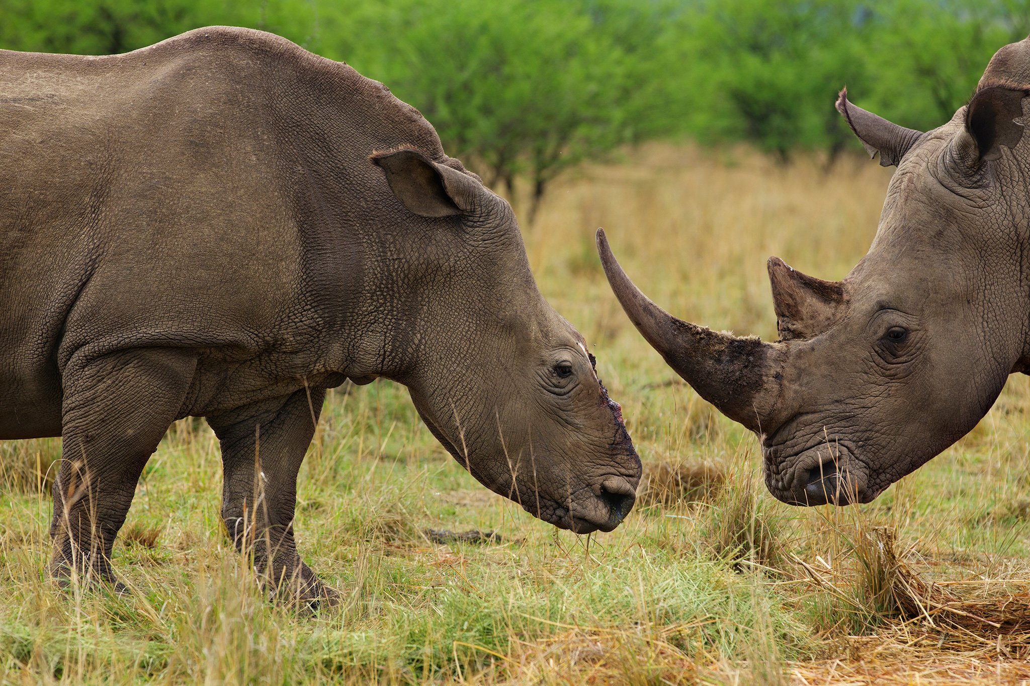 South Africa Just Lifted Its Ban on the Rhino Horn Trade