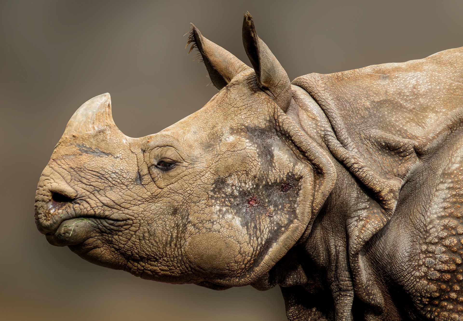 Rhino in the zoo photo