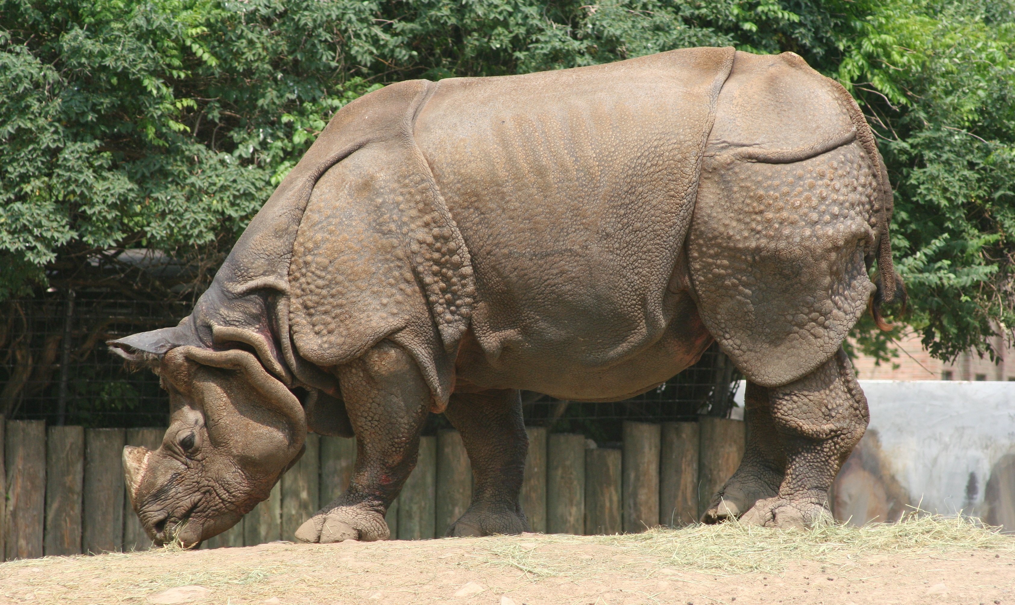 Rhino in the zoo photo
