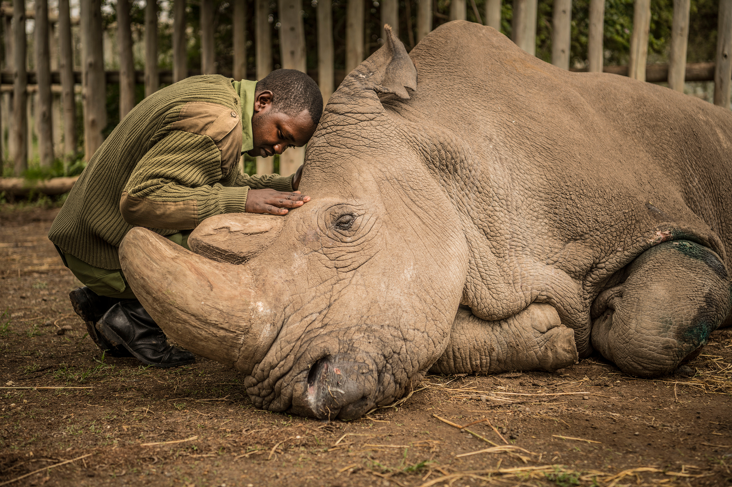 World's Last Male Northern White Rhino: Behind the Photos | Time