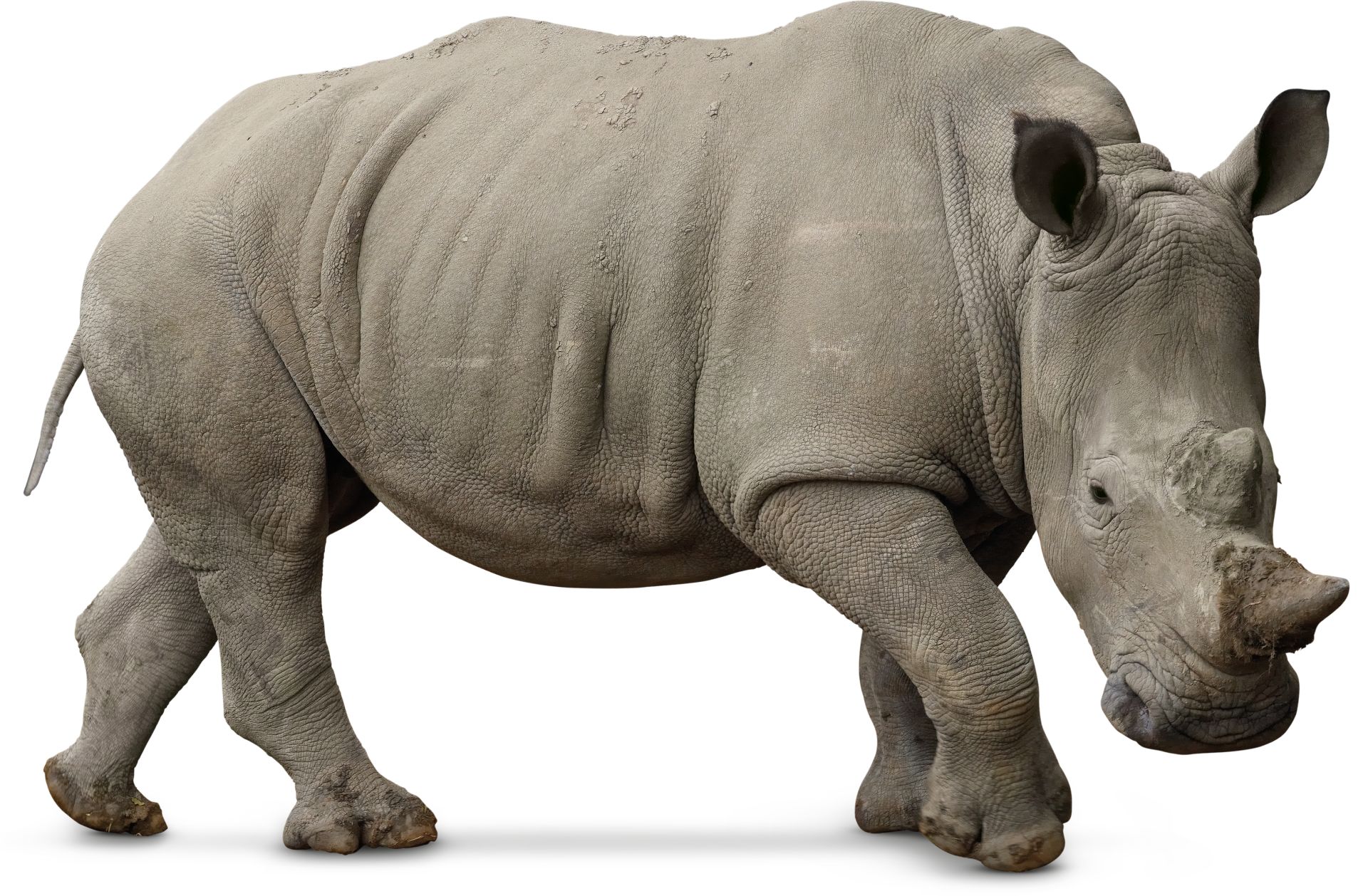 White Rhino Facts | White Rhinoceros For Kids | DK Find Out