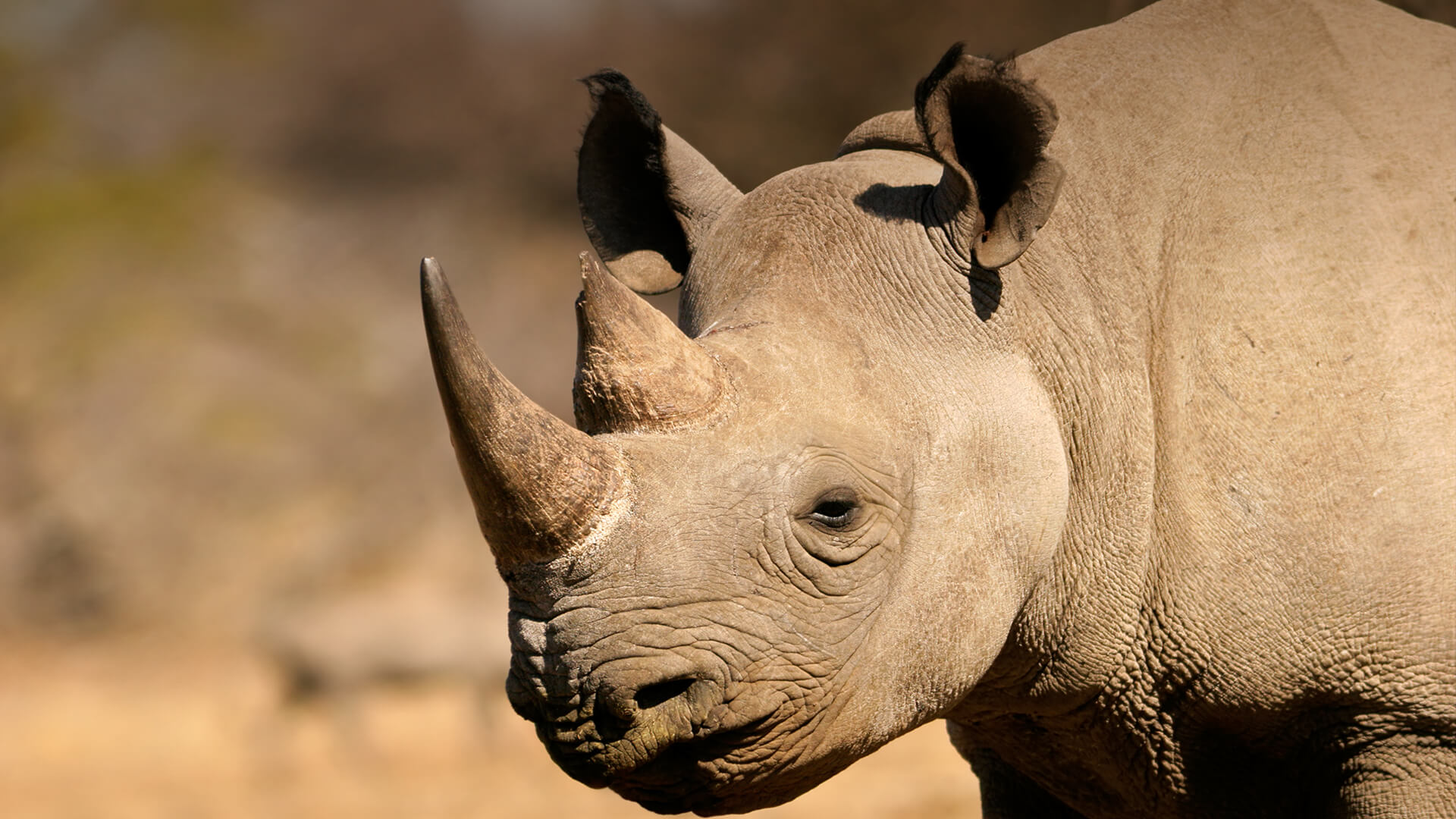 Rhinoceros | San Diego Zoo Animals & Plants