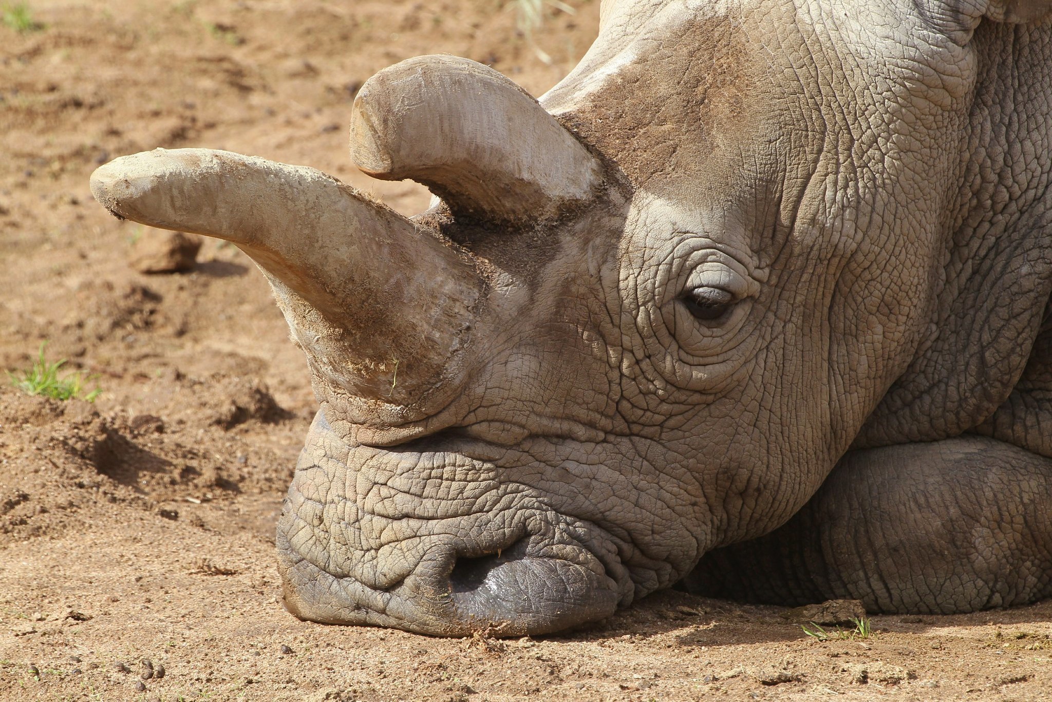 Scientists seek to create new rhinos with stem cell technology - The ...