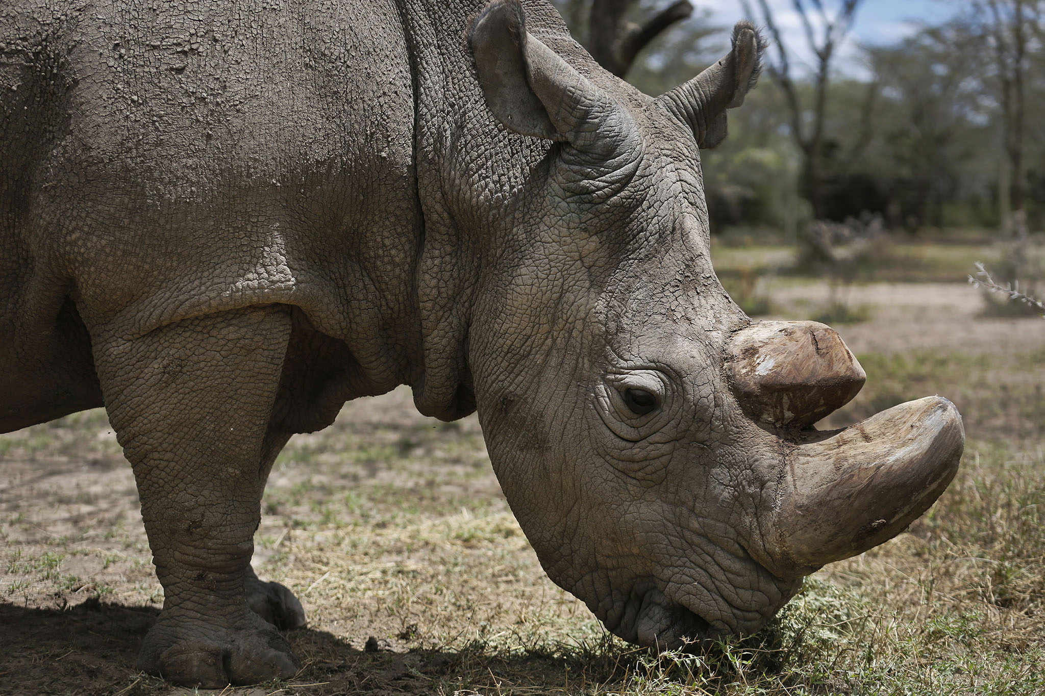 Ceremony in Kenya Honors Last Male Northern White Rhino