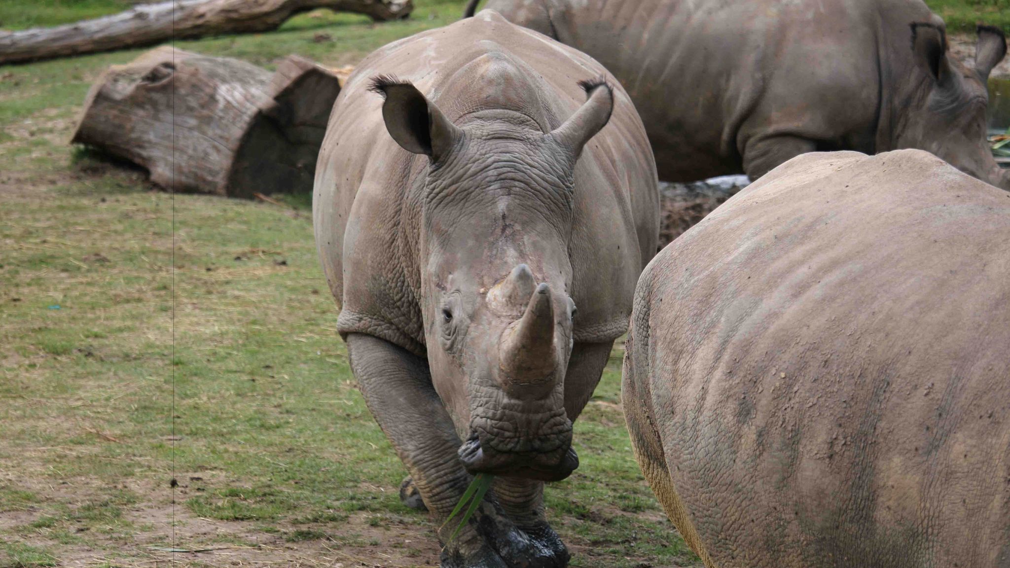 Rhinoceros shot and killed for his horn at French wildlife park