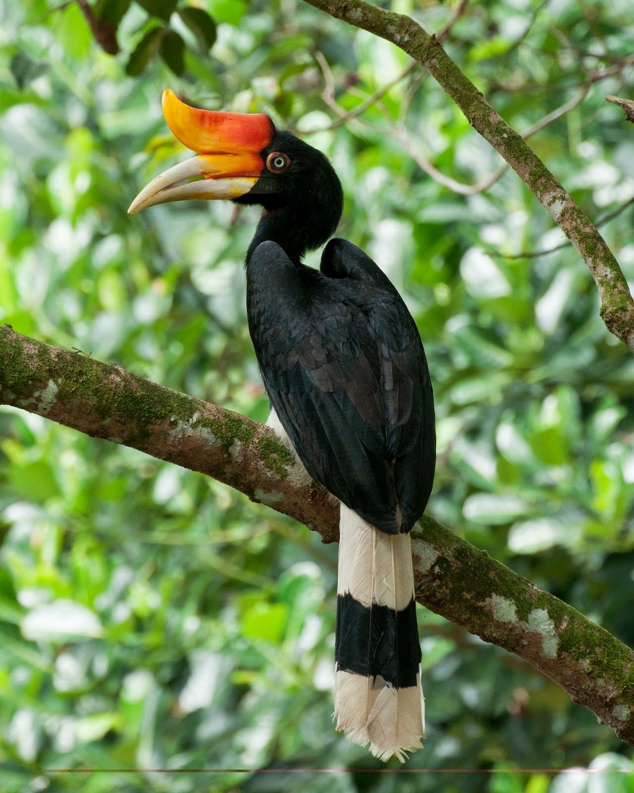 The rhinoceros hornbill eats fruit, insects, small reptiles, rodents ...